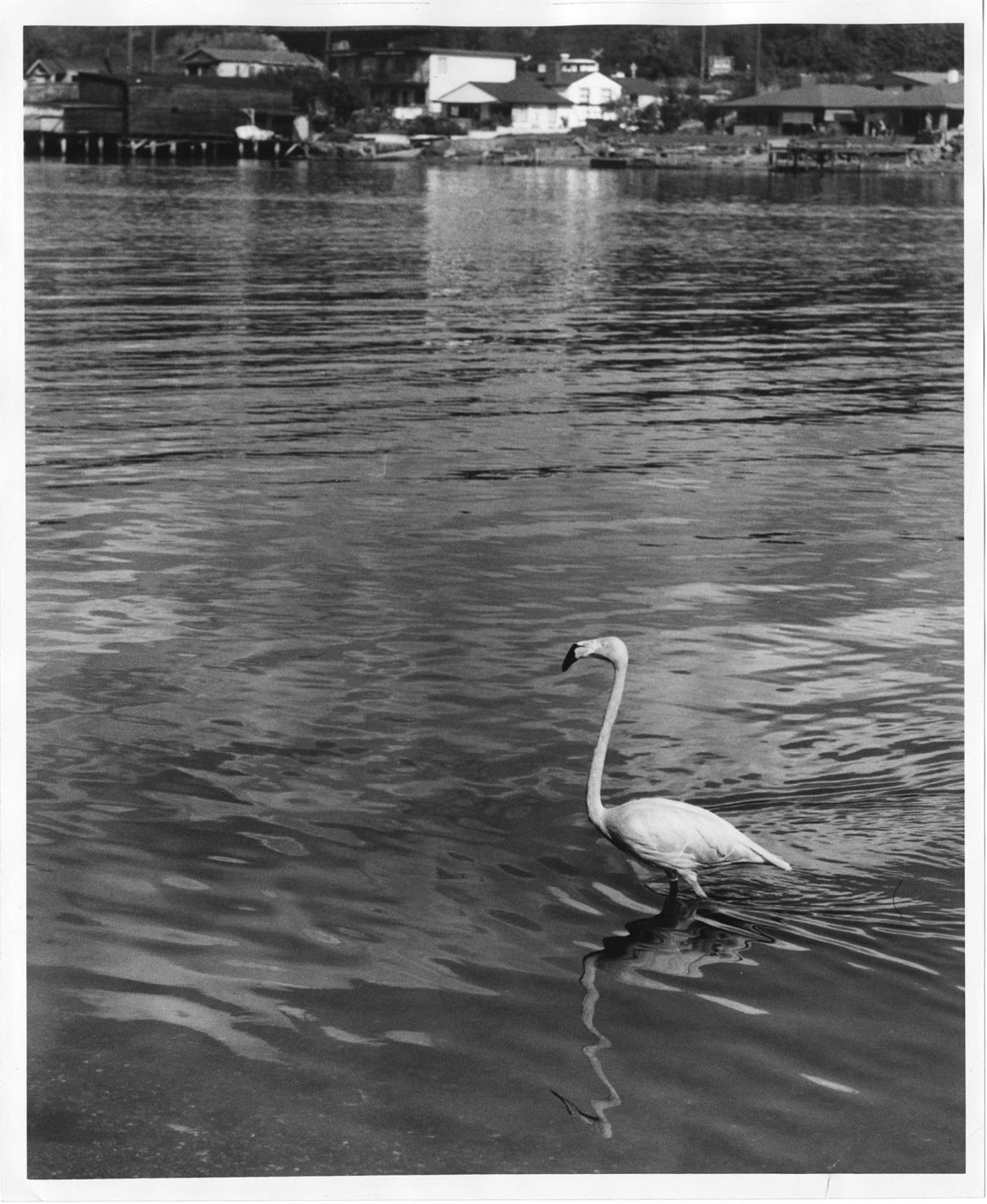 Image of Fugitive flamingo wading in Lake Washington Ship Canal, Seattle, October 16, 1960