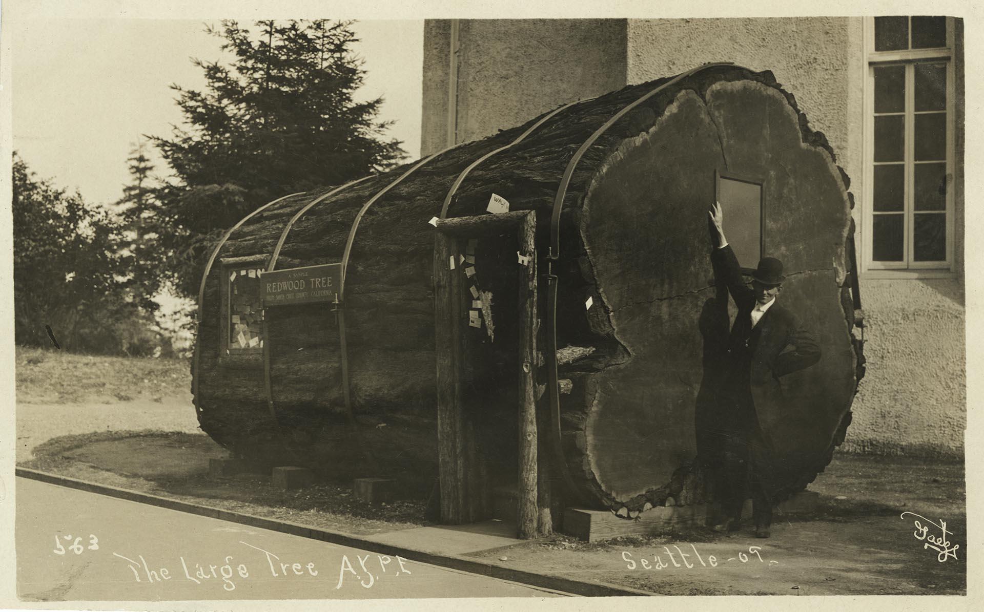 Image of Redwood tree at the Alaska-Yukon-Pacific Exposition, Seattle, 1909