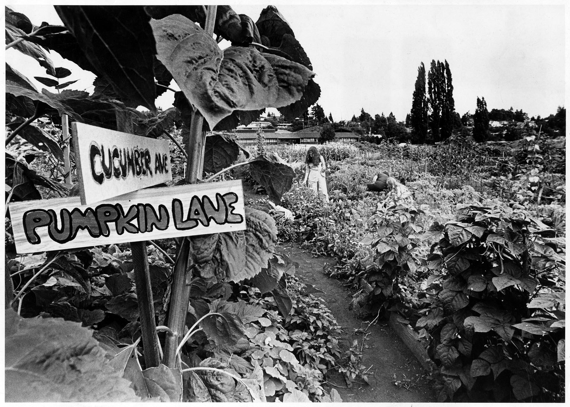 Image of People working in P-Patch garden, Seattle, August 1974