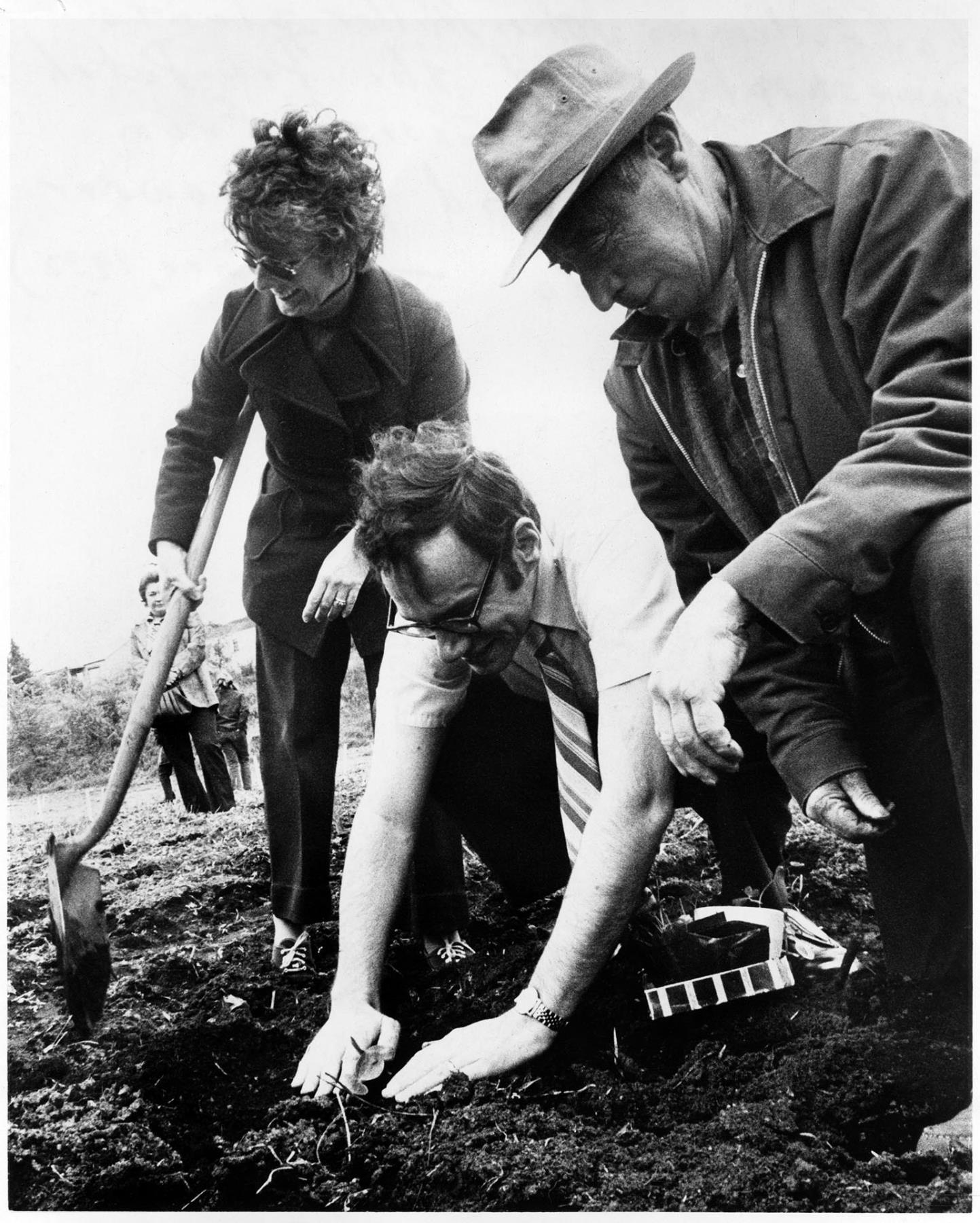 Image of Councilman John Miller planting squash at P-Patch garden, Seattle, May 1974