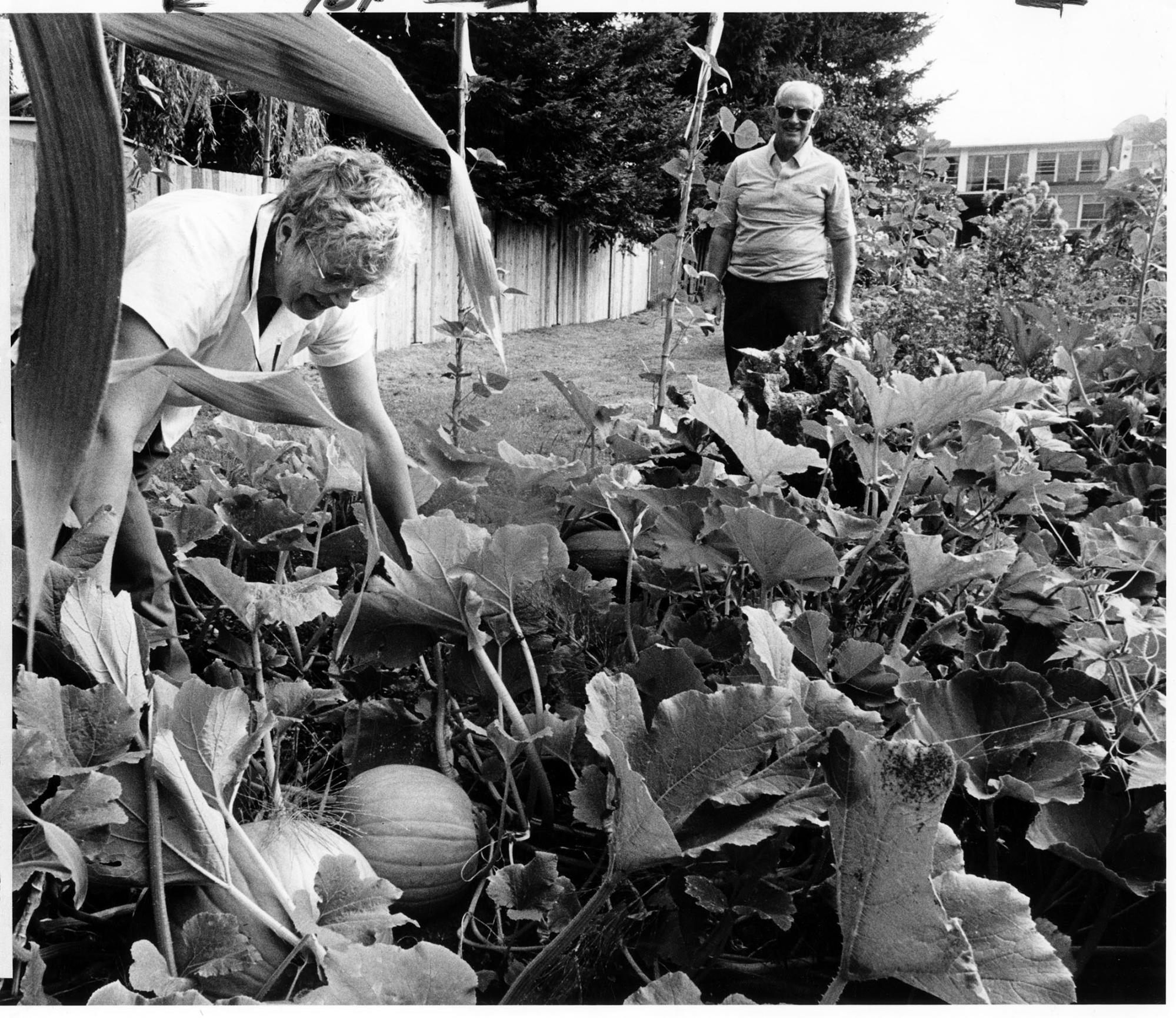 Image of Sylvia Jones and Harold McElhoe working at Pinehurst P-Patch garden, Seattle, September 7, 1986