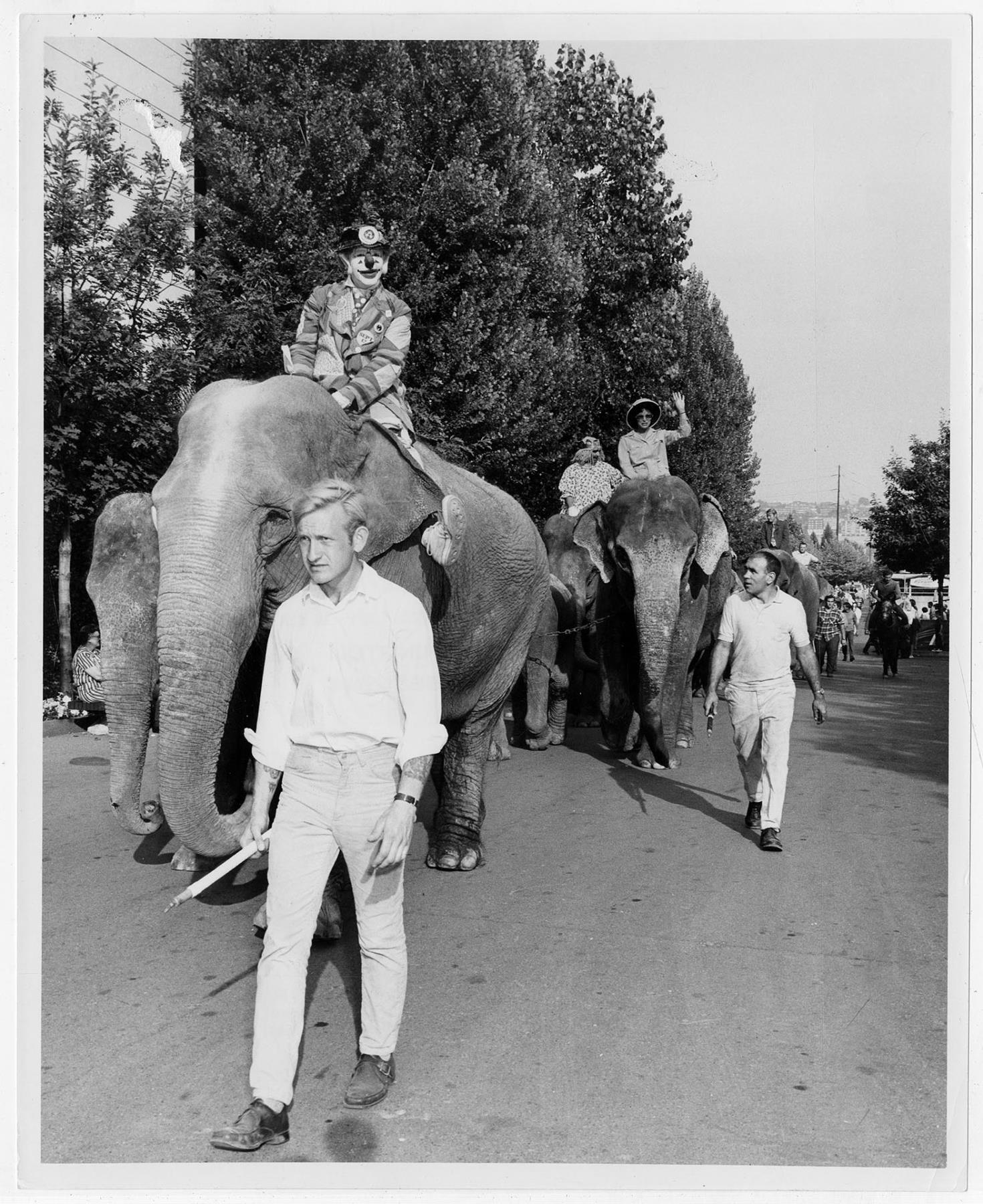 Image of J. P. Patches and Gertrude riding elephants in a parade, Seattle, circa 1975