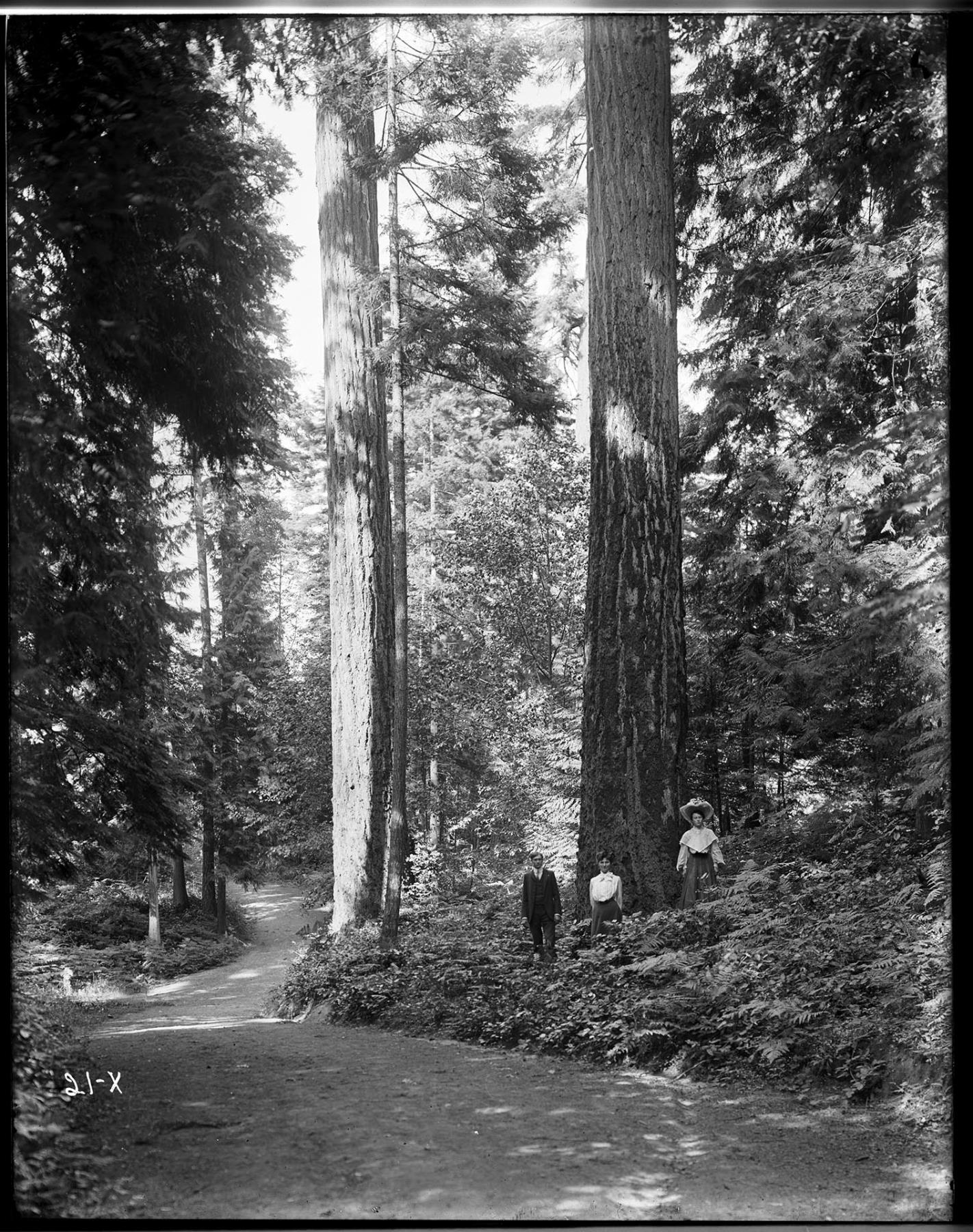 Image of Three people near trail at Woodland Park, Seattle, circa 1910