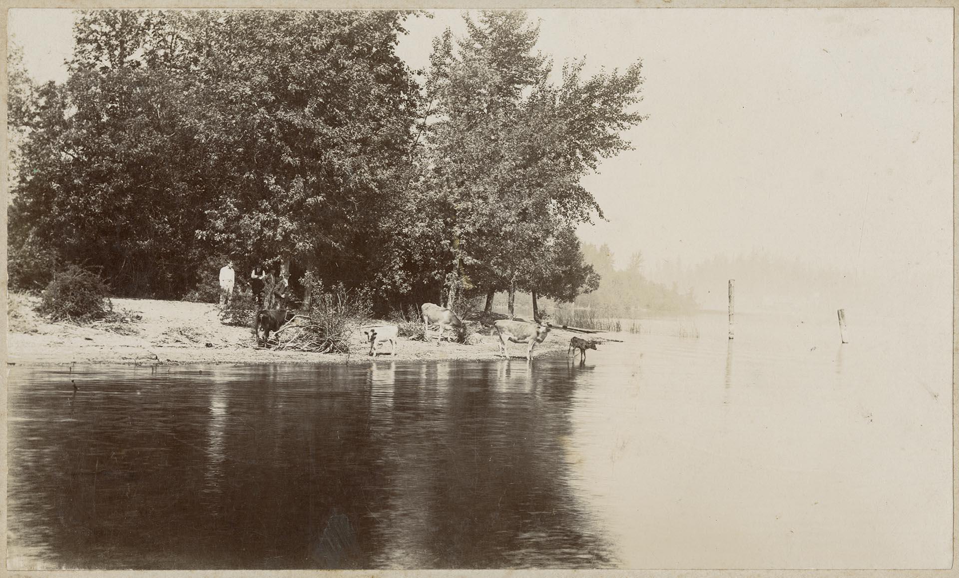 Image of Men and cows at Madison Park, Seattle, August, 1897