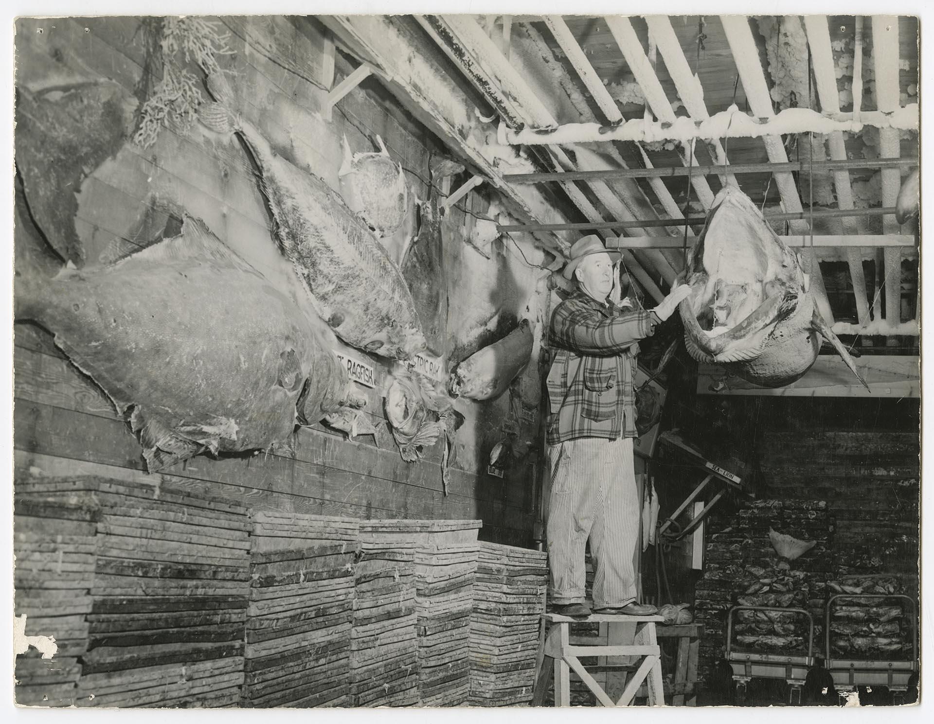 Image of Man with display at the Frozen Fish Museum, Seattle, 1950