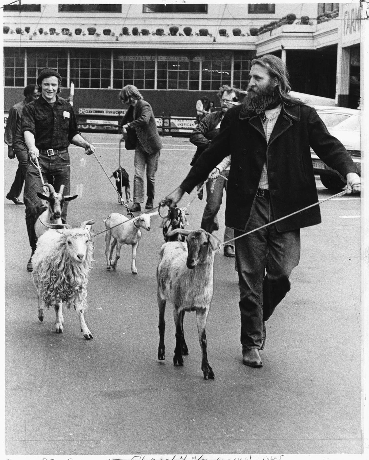 Image of Parade of goats at Pike Place Market, Seattle, June 6, 1971