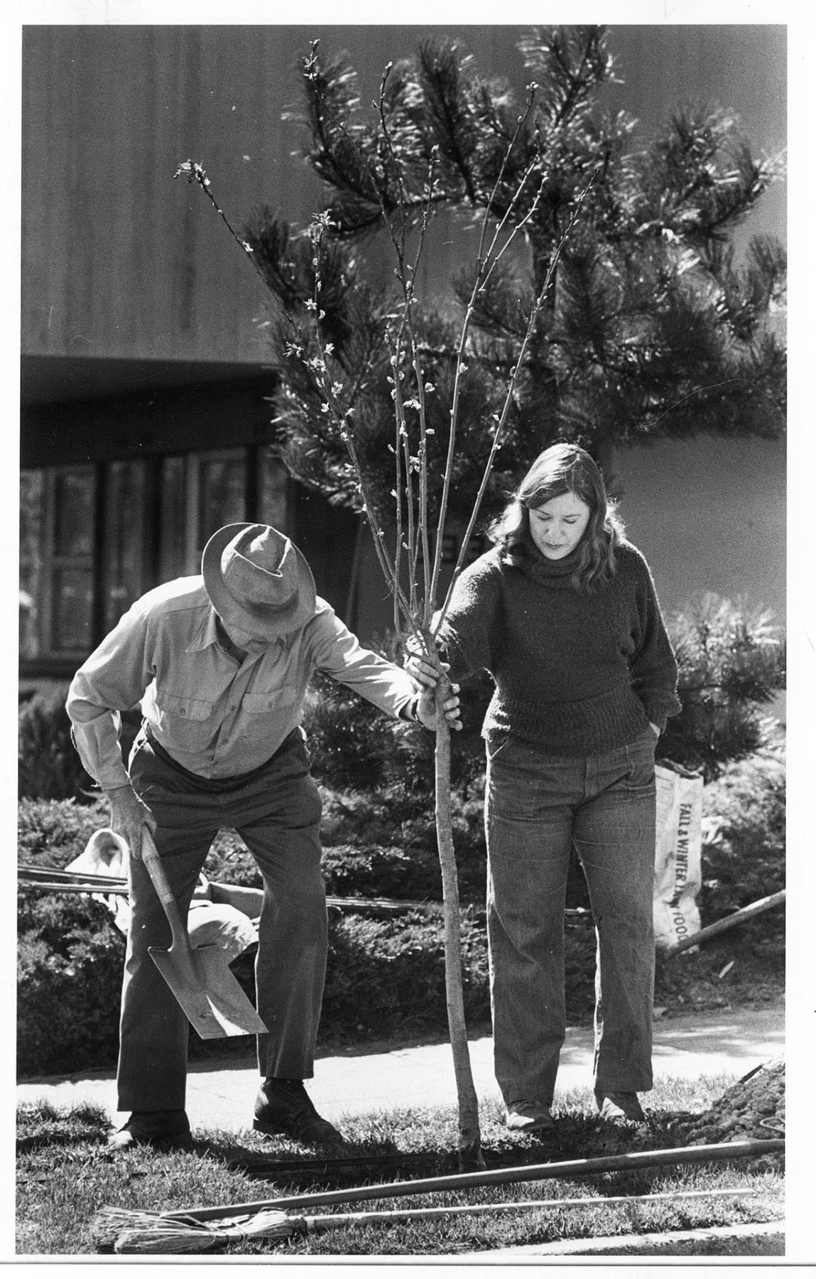 Image of Planting cherry trees on Capitol Hill, Seattle, April 13, 1982