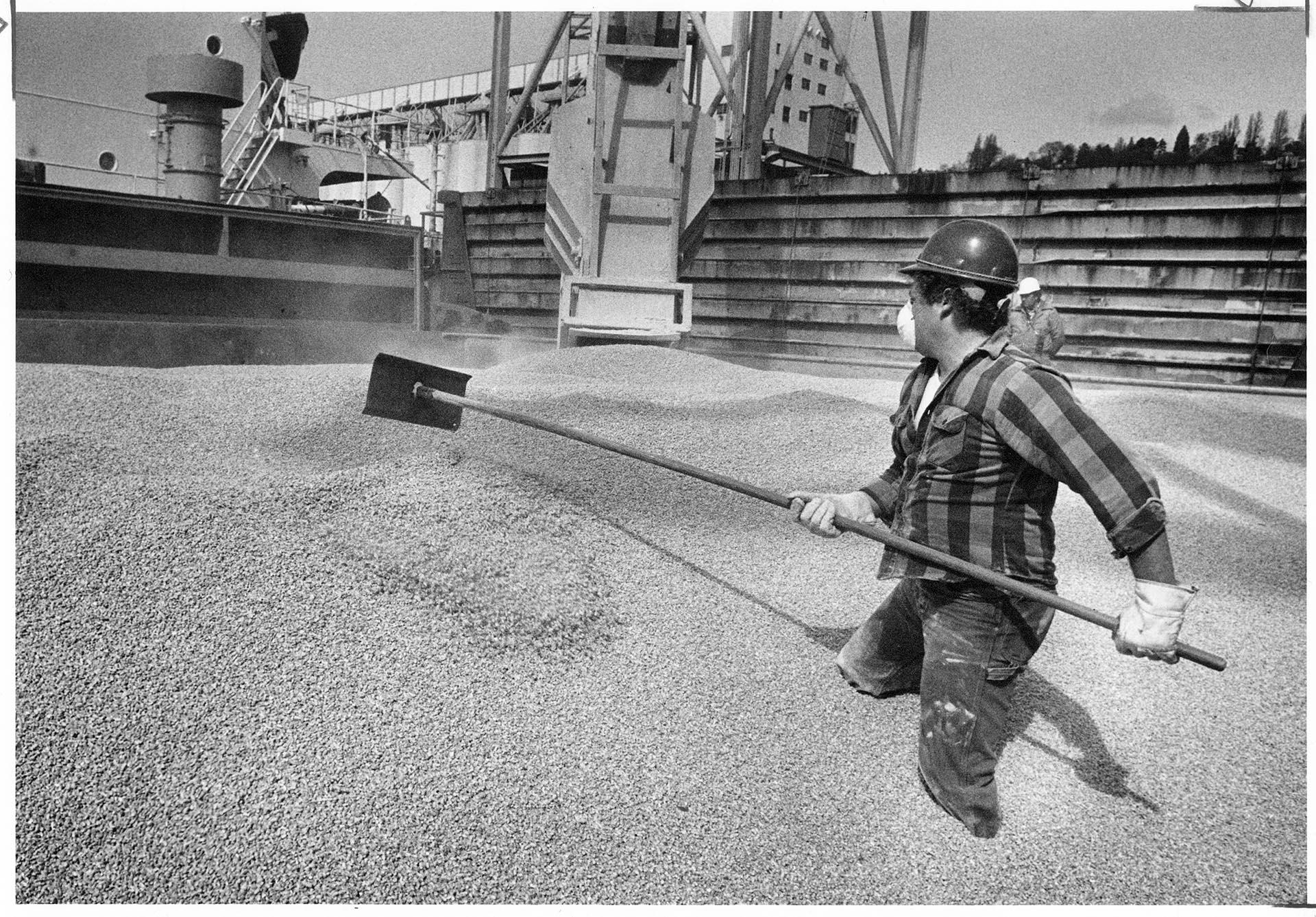 Image of Longshoreman spreading corn at Pier 86, Seattle, March 28, 1988