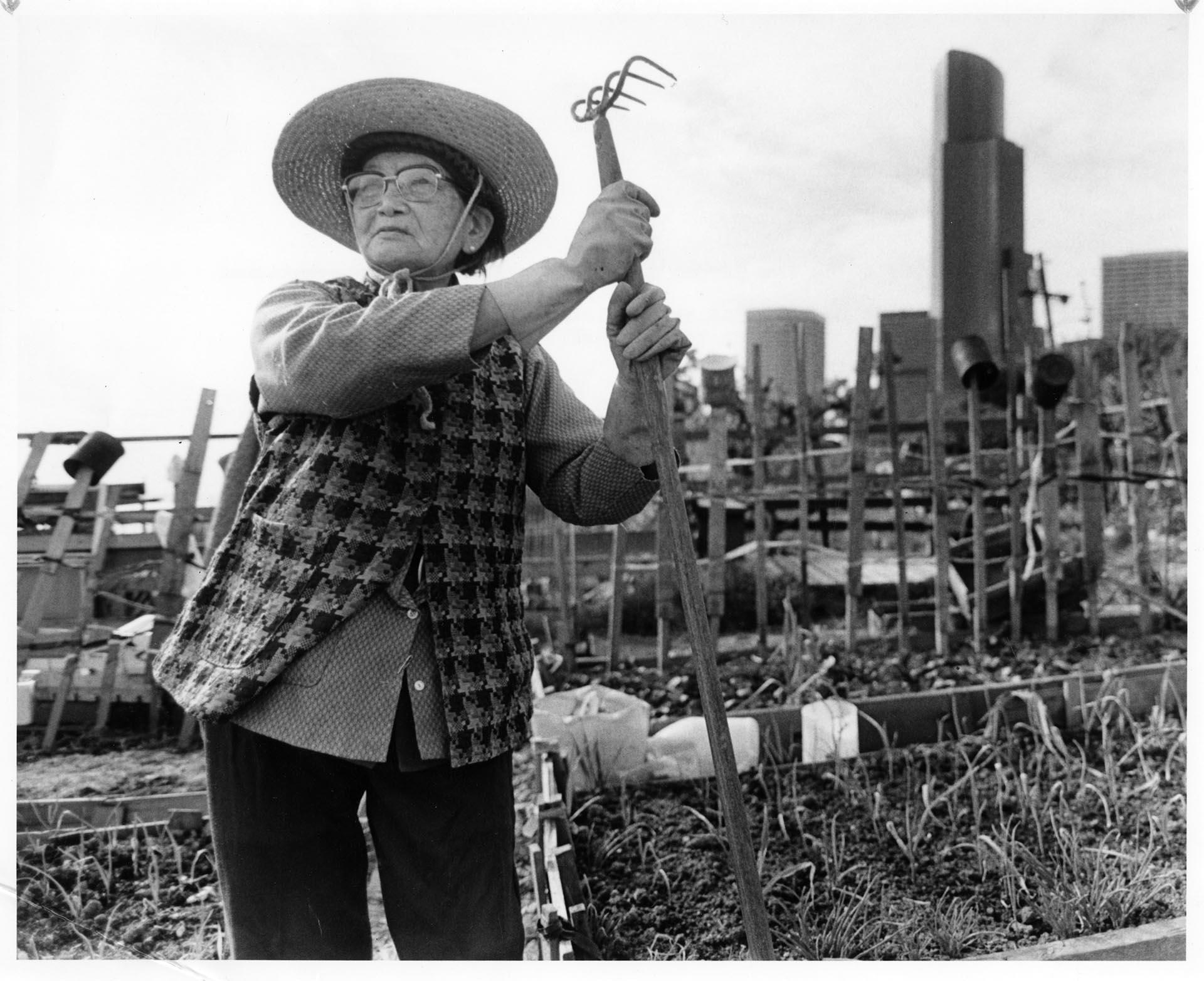 Image of Gardener in Chinatown - International District garden plot, Seattle, April 11, 1986
