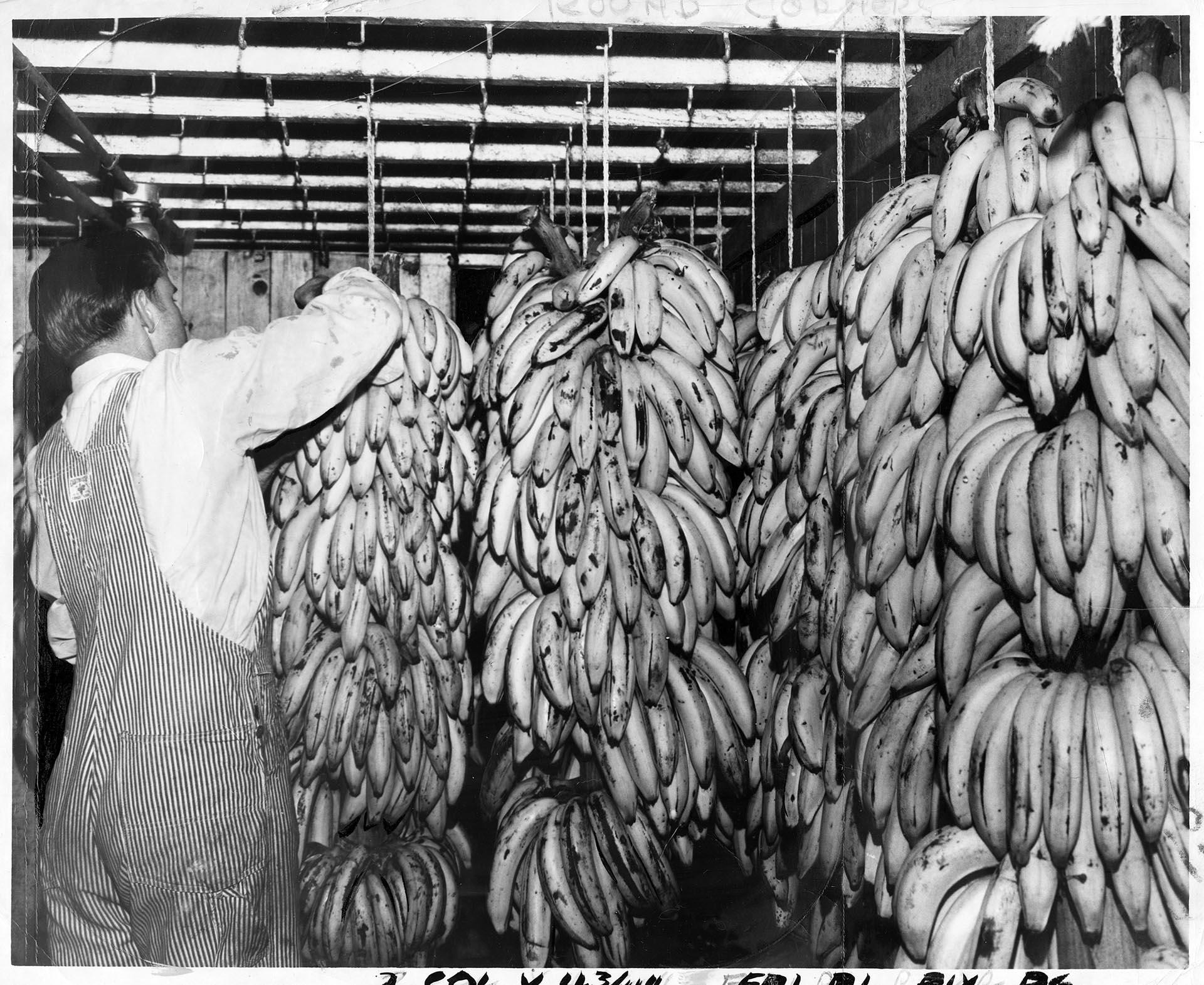 Image of Fruit supplier tending to imported bananas, Seattle, July 24, 1950