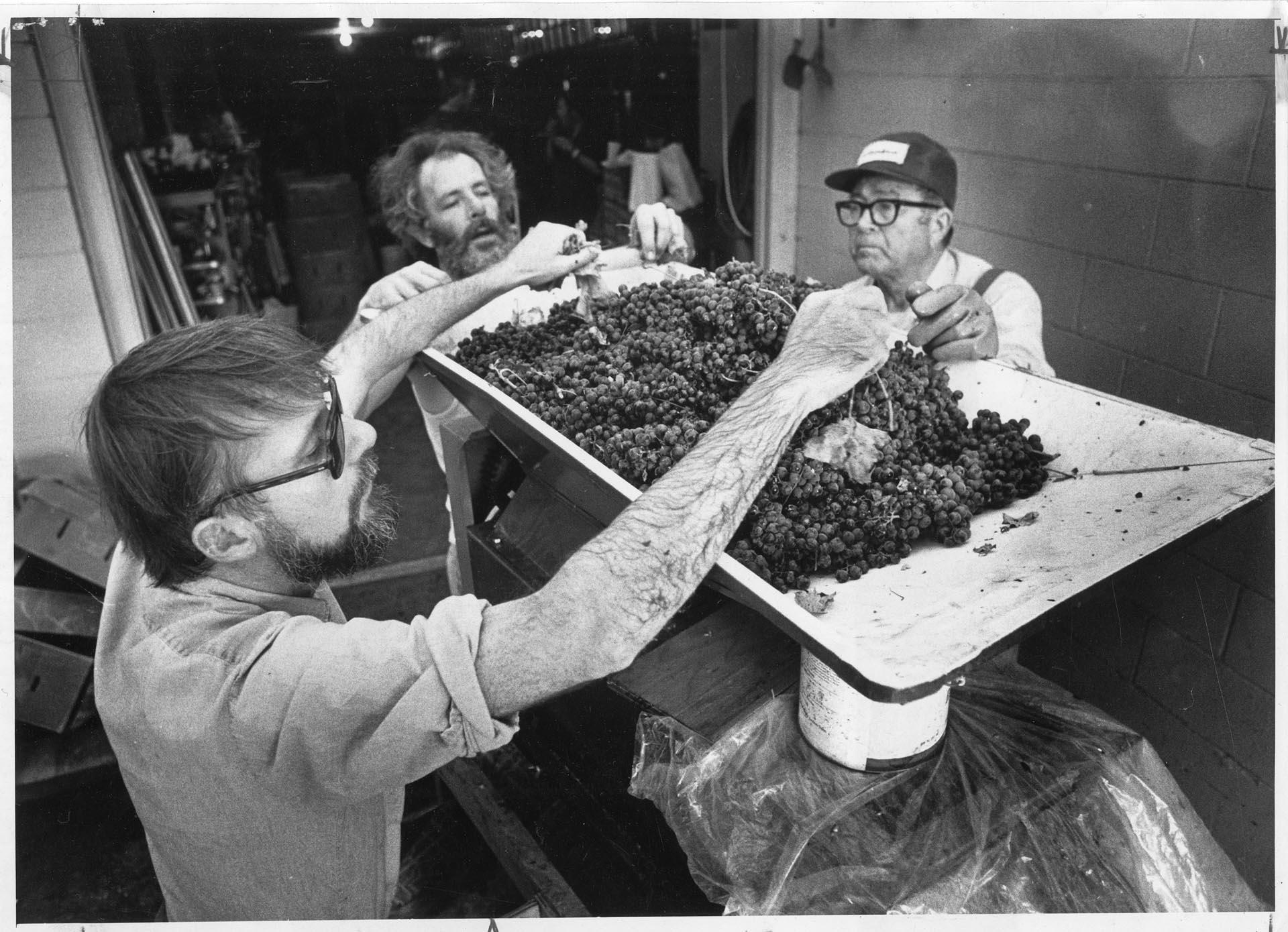 Image of Wine makers preparing grapes, Seattle, October 15, 1977
