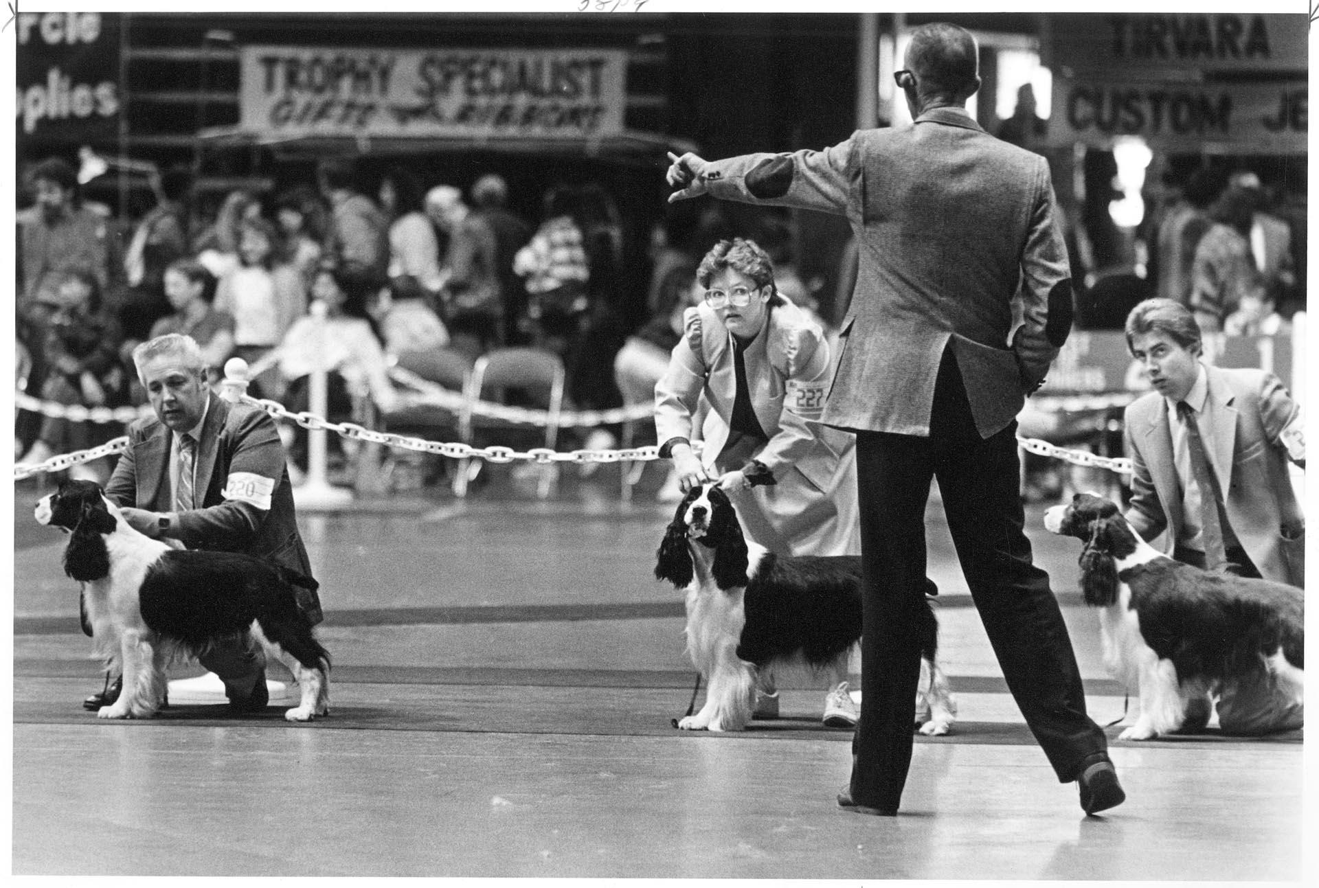 Image of Dogs competing in Seattle Kennel Club show, March 1, 1987