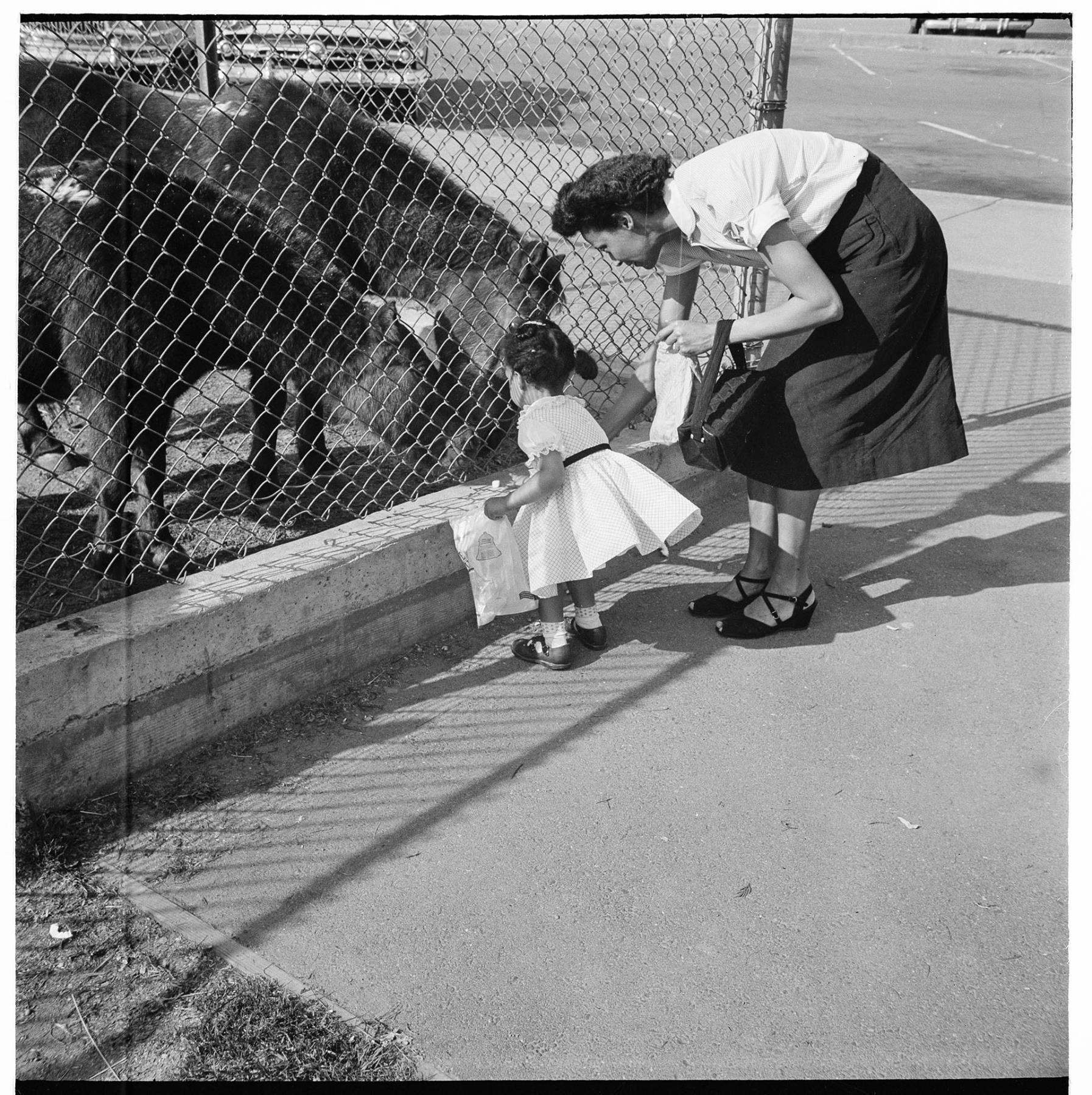 Image of Isabelle and Cheryl Smith feeding animals at the zoo, Seattle, circa 1953