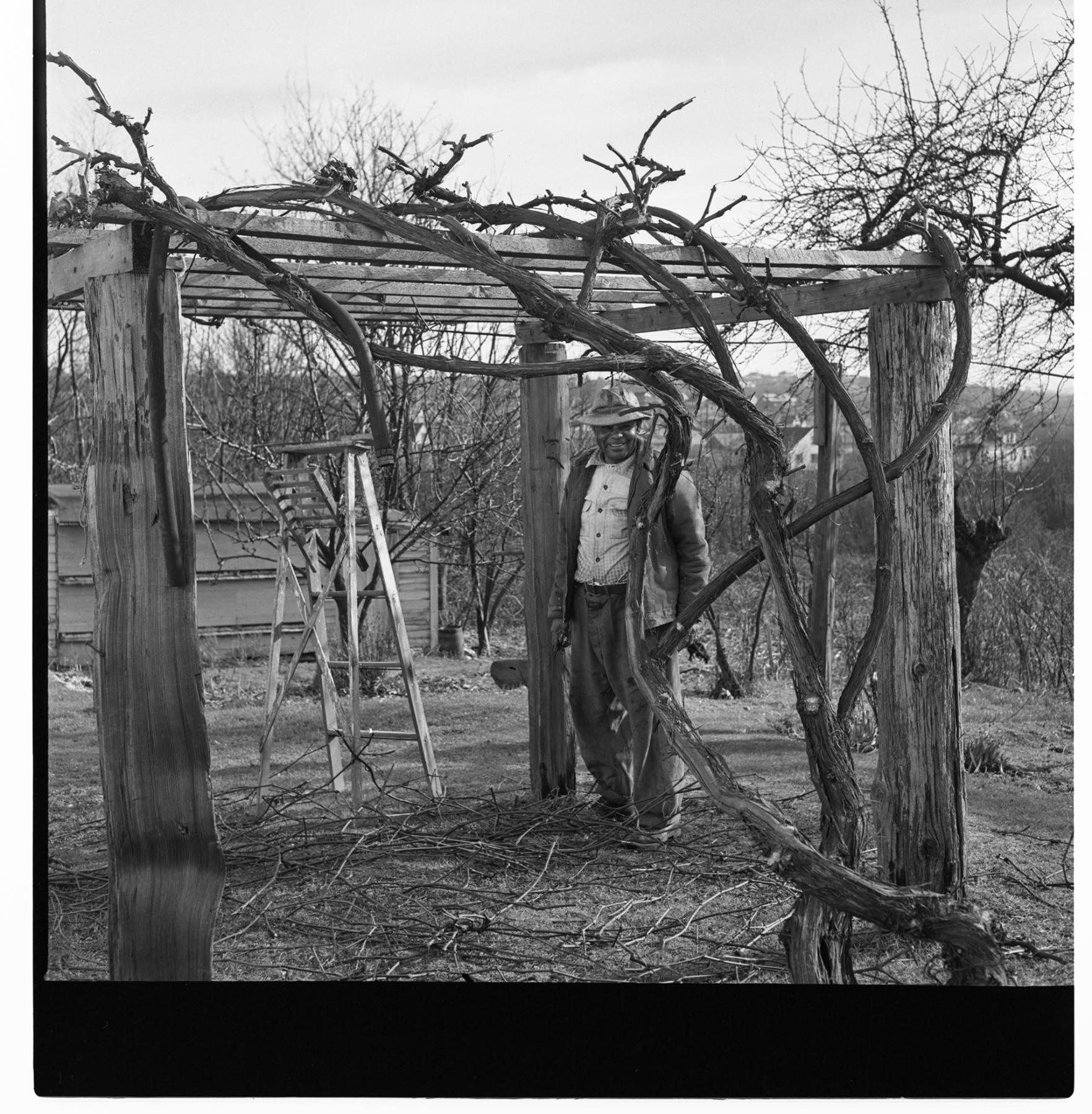Image of John Irish standing by his grape trellis, Seattle, circa 1953