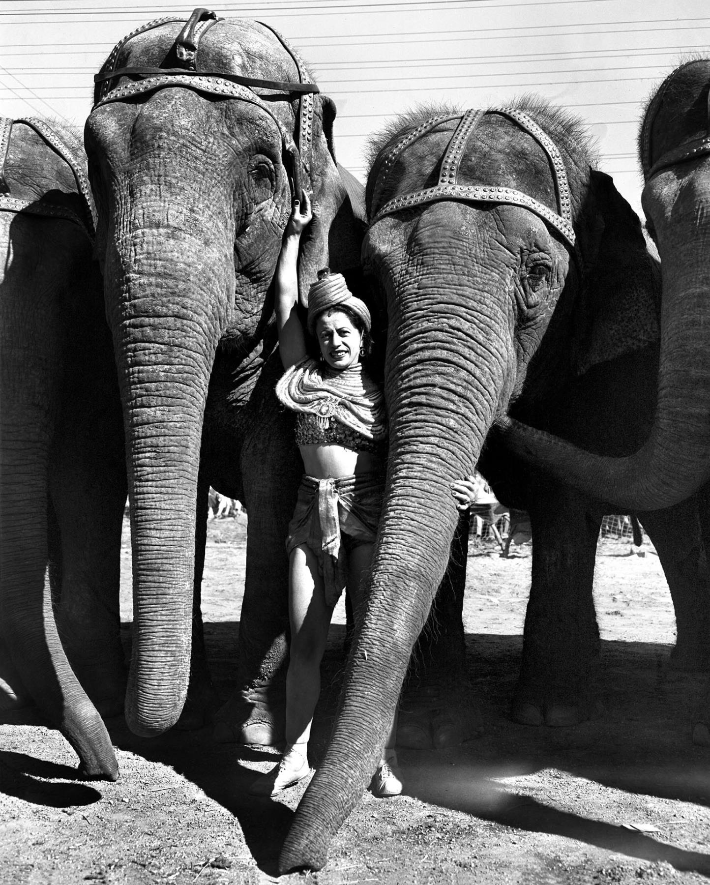 Image of Circus elephants posing with female performer, Seattle, September 11, 1949