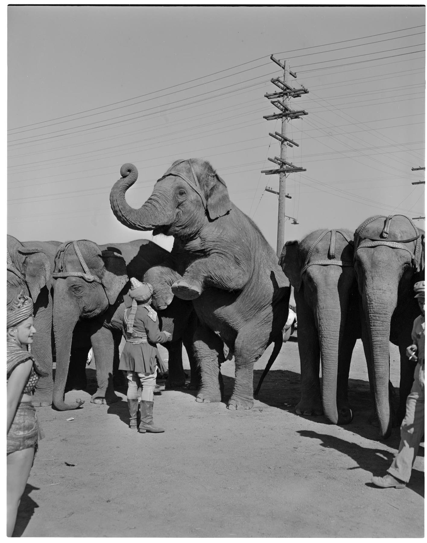 Image of Circus elephants posing with trainer, Seattle, September 11, 1949