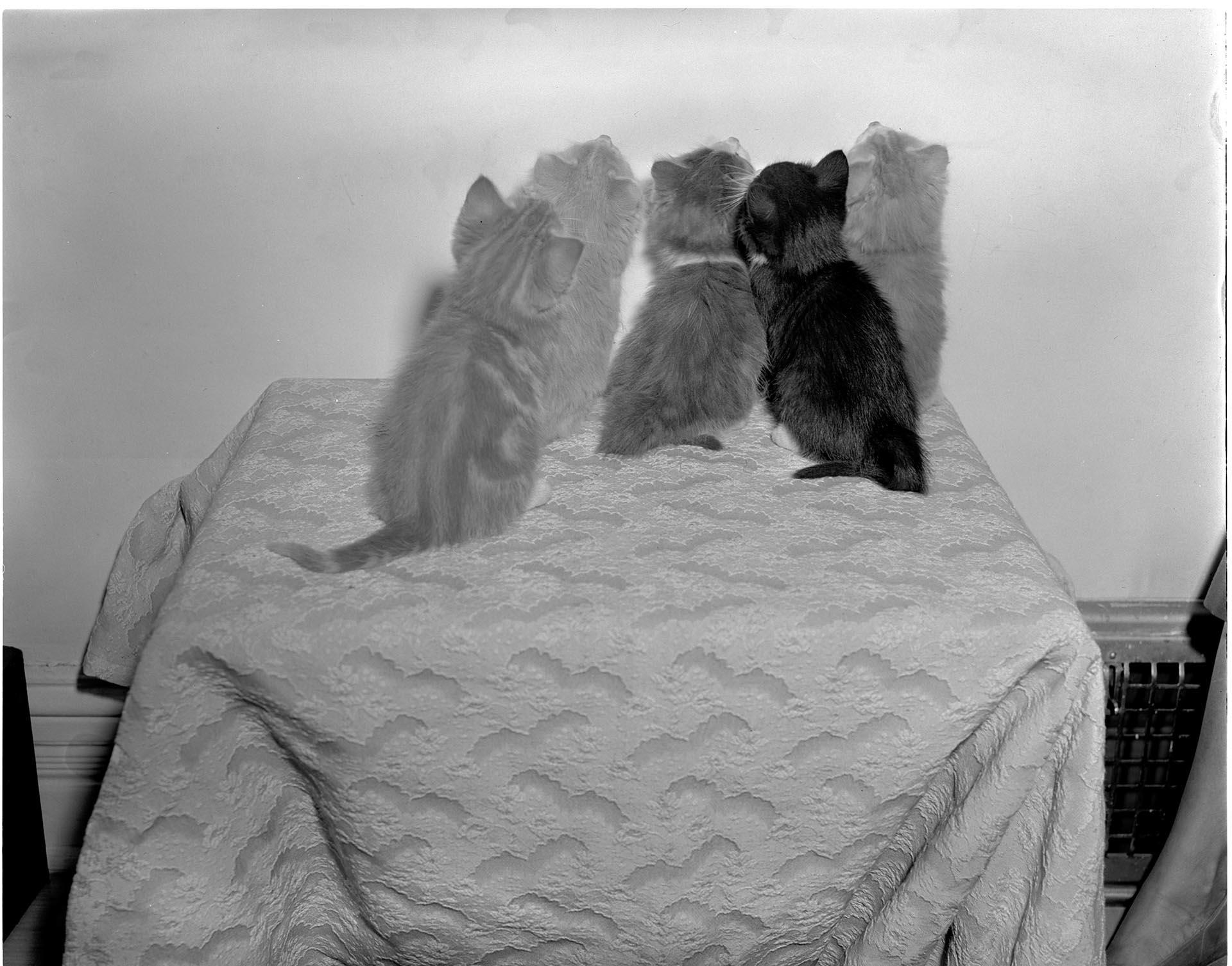 Image of Kittens staring at wall, Seattle, circa 1950