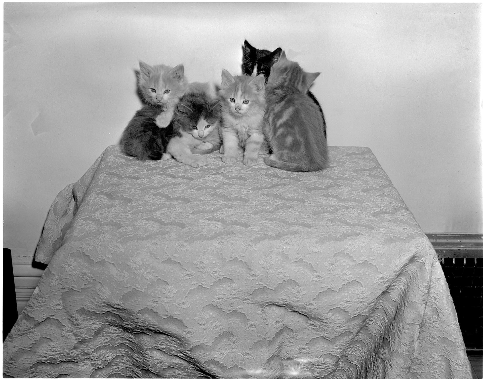 Image of Kittens sitting on table, Seattle, circa 1950