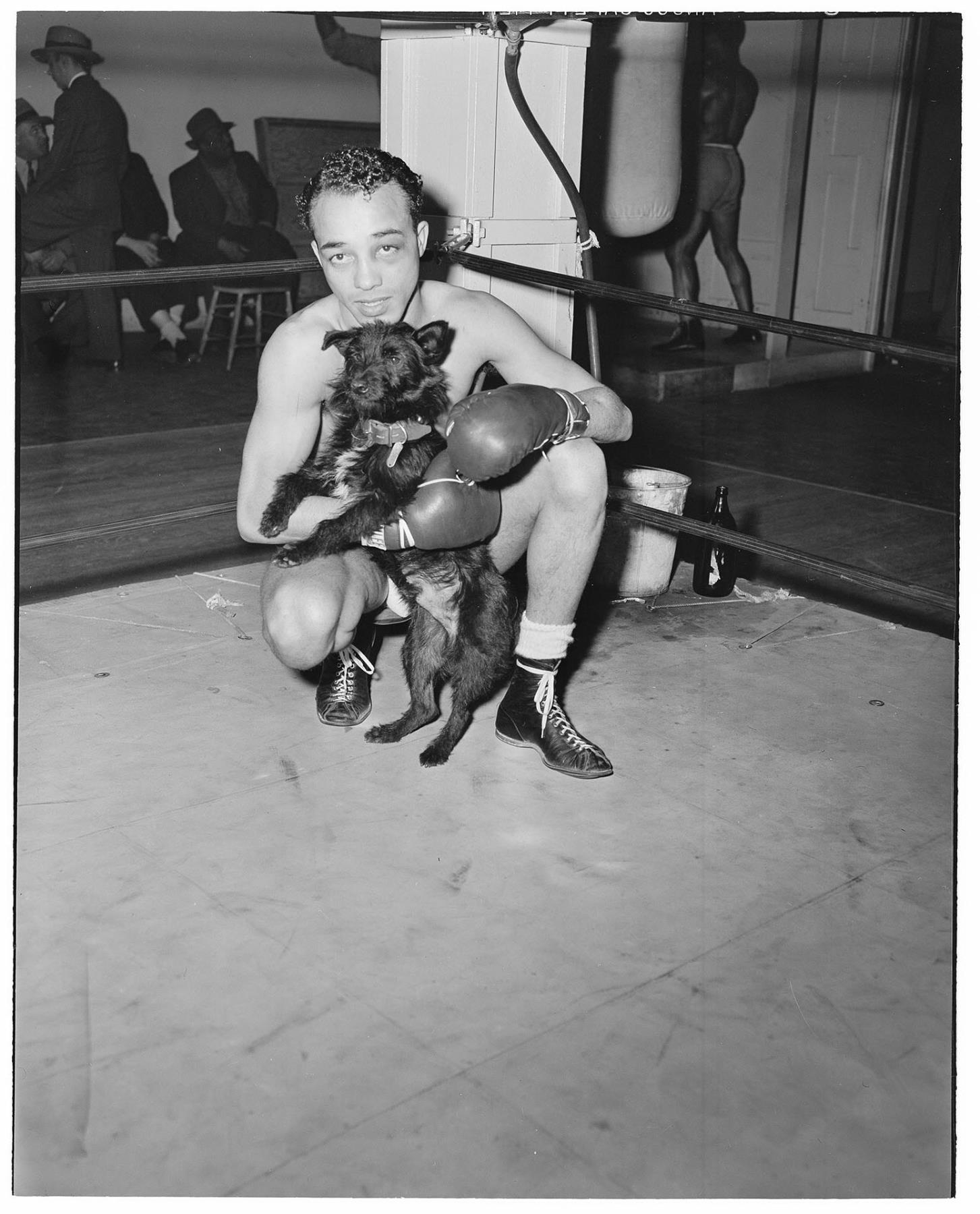 Image of Boxer 