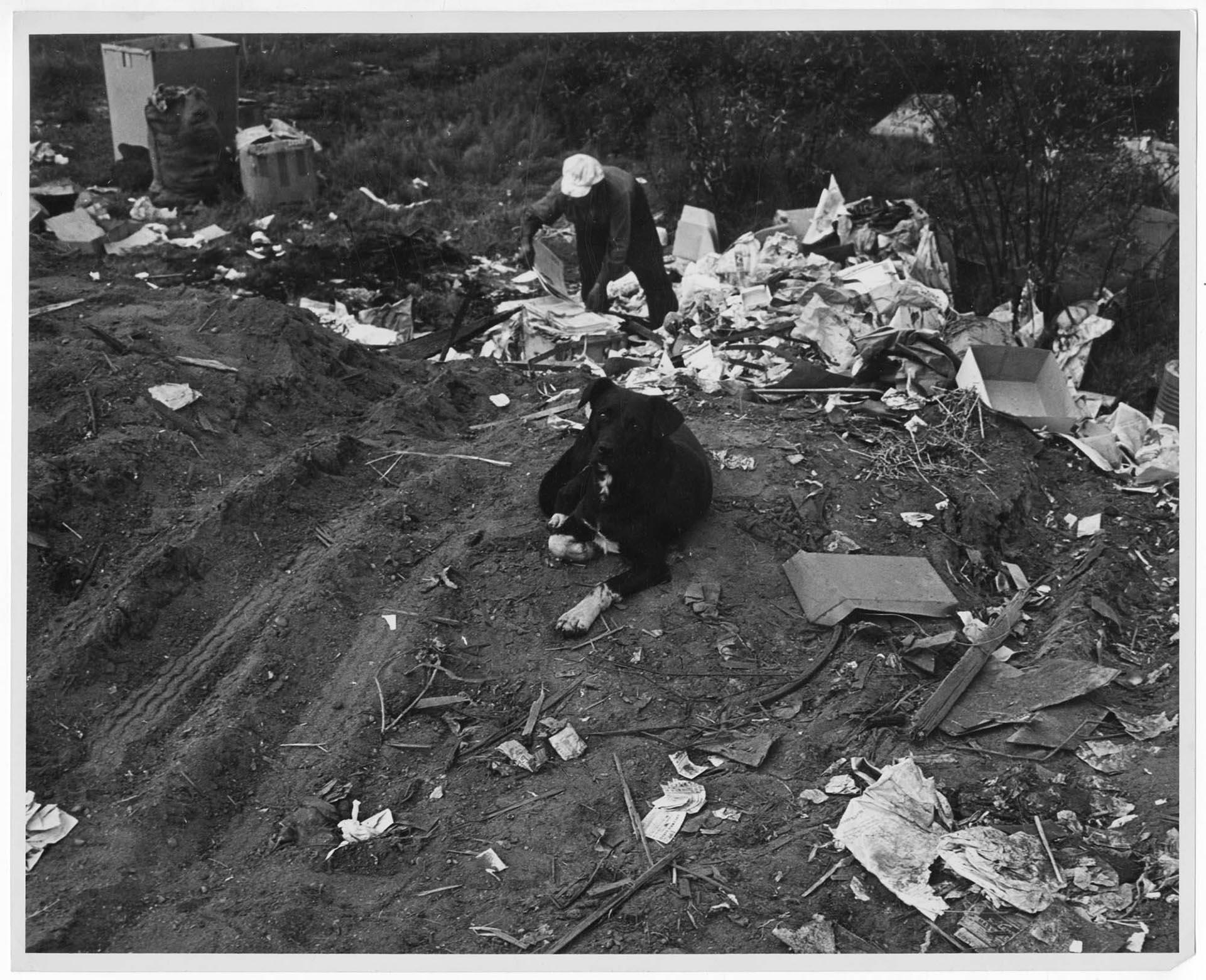 Image of Man and dog at trash pile, Seattle, circa 1956