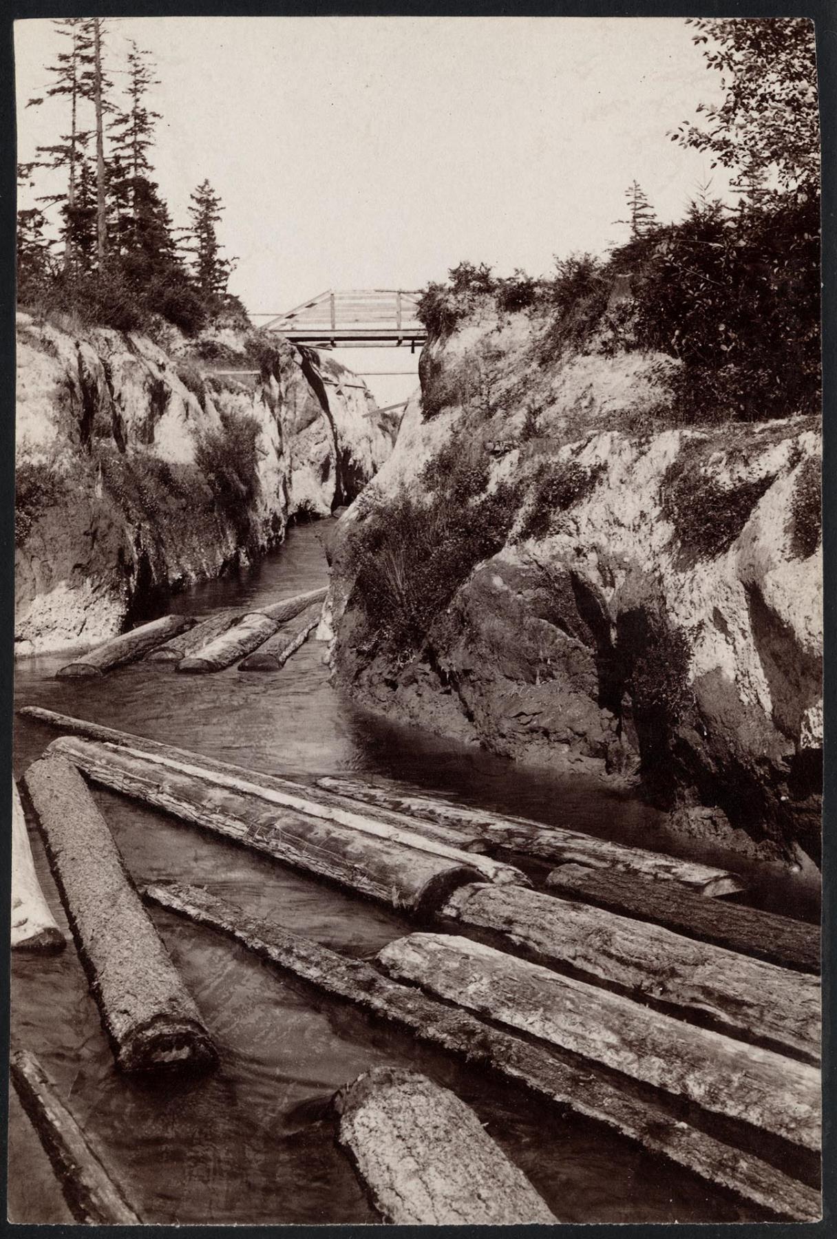 Image of Logs passing through Montlake Ditch, Seattle, circa 1902