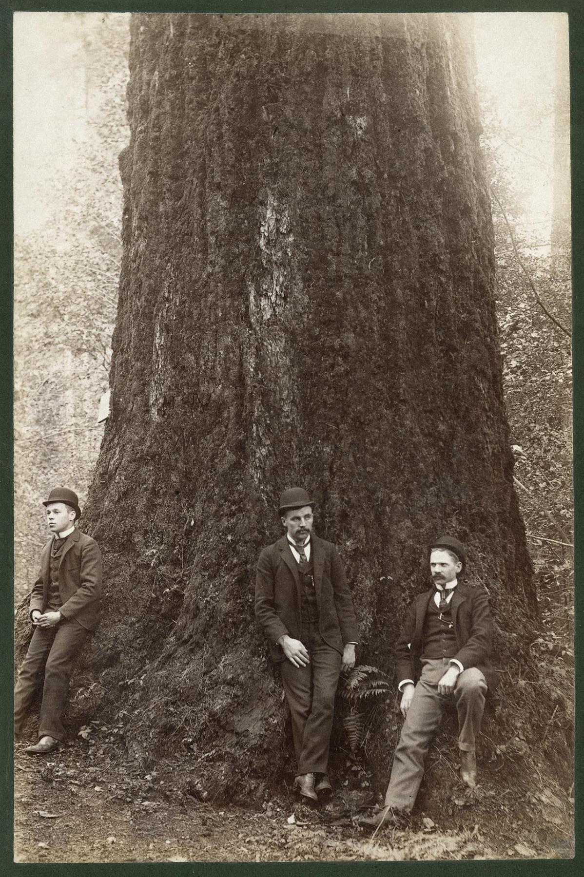 Image of Men leaning on big tree at Ravenna Park, Seattle, circa 1900