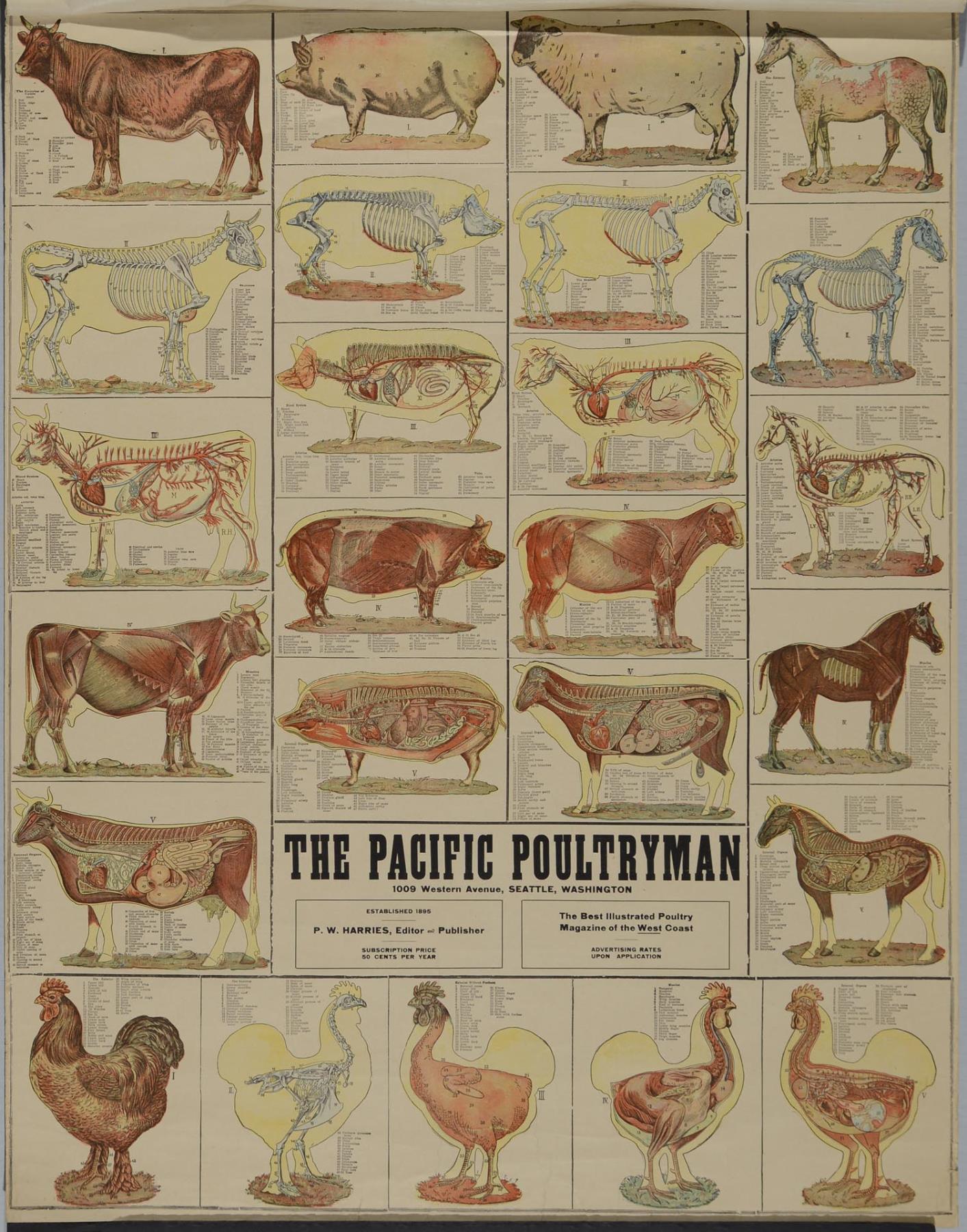 Image of Pacific Poultryman poster, circa 1914
