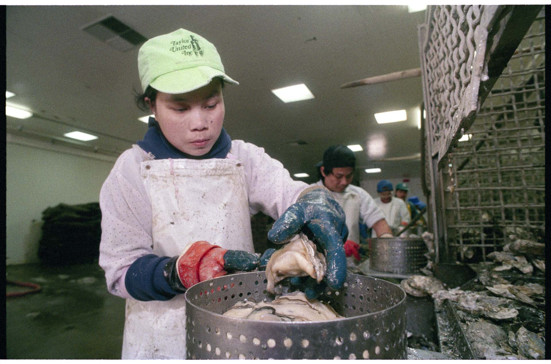 Image of Worker processing oysters at Taylor United plant in Shelton, WA, February 14, 1993