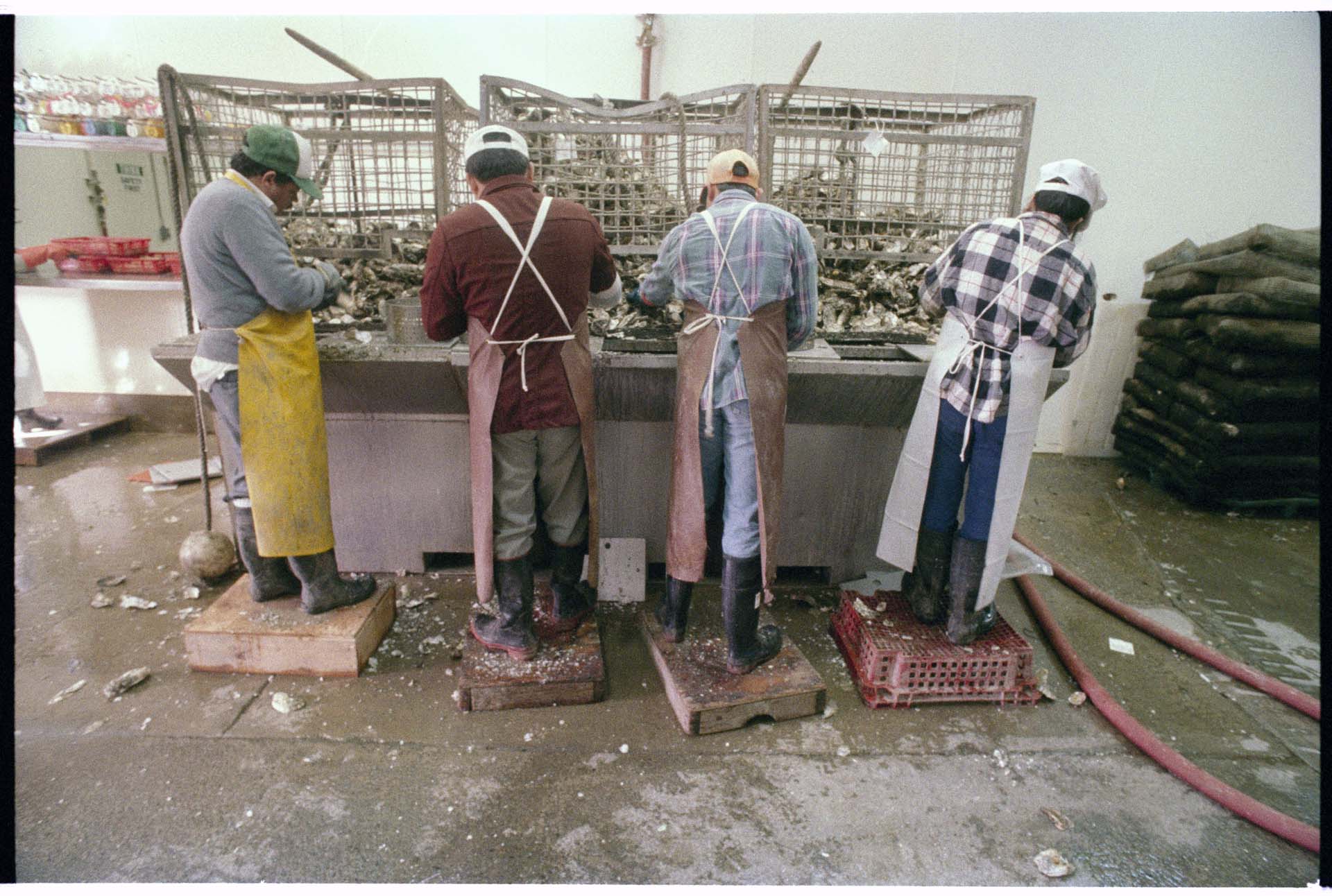 Image of Workers processing oysters at Taylor United plant in Shelton, WA, February 14, 1993