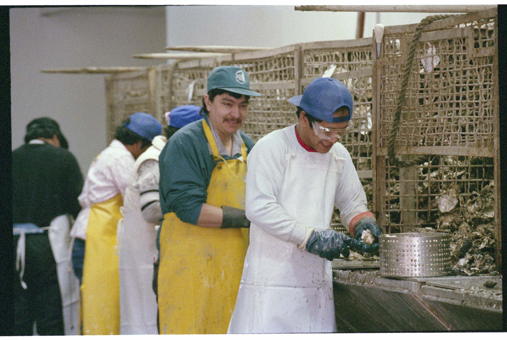 Image of Workers processing oysters at Taylor United plant in Shelton, WA, February 14, 1993