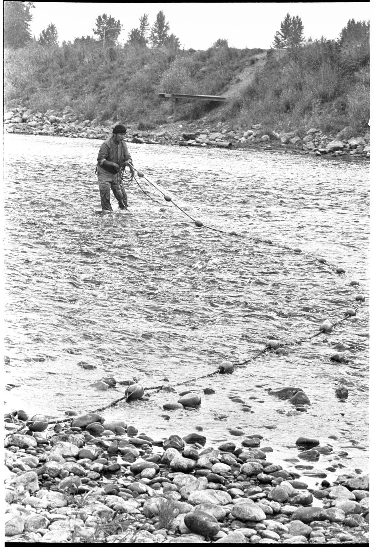 Image of Muckleshoot Tribe member practicing their fishing rights in Green River, Auburn, October 4, 1970
