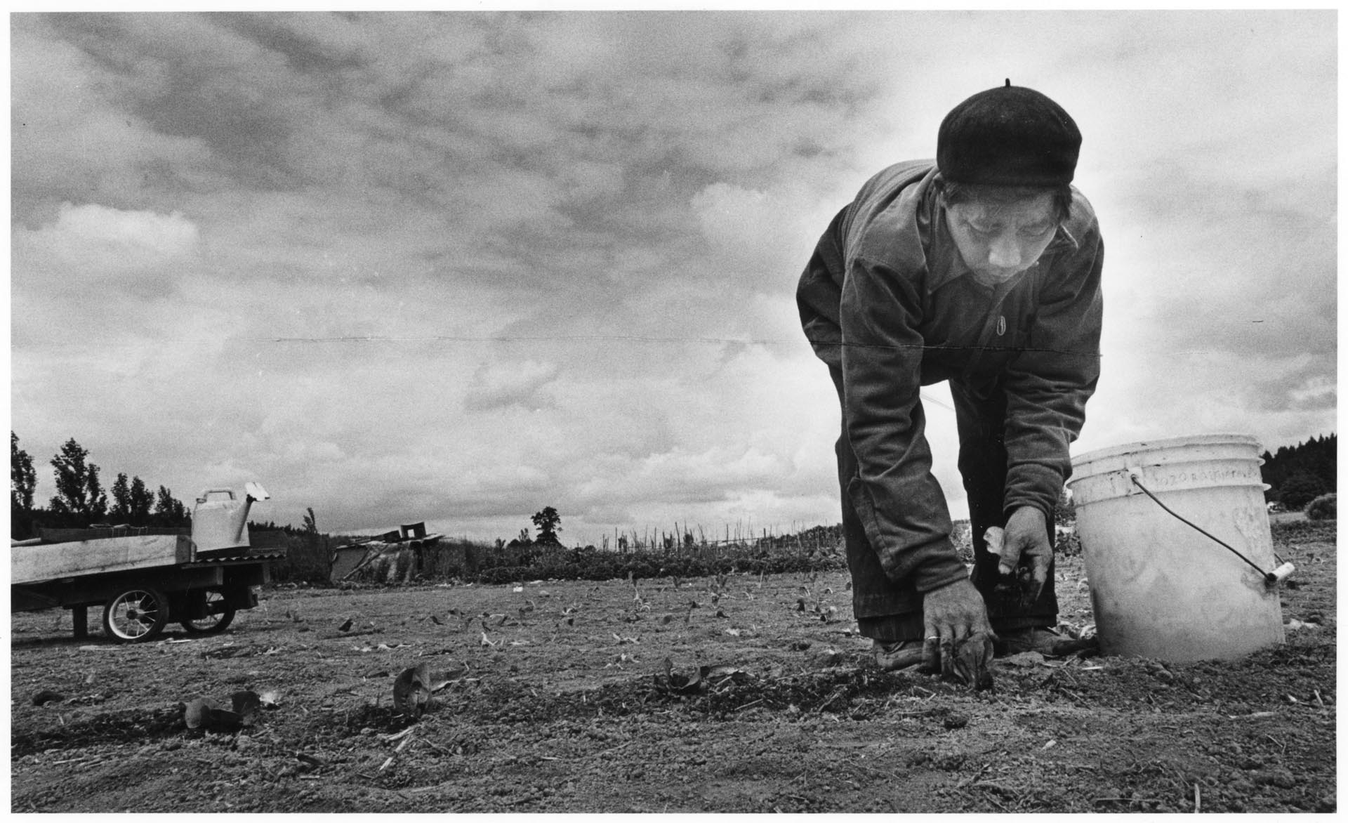 Image of Yao Unaf Saeturn farming near Woodinville, July 21, 1982