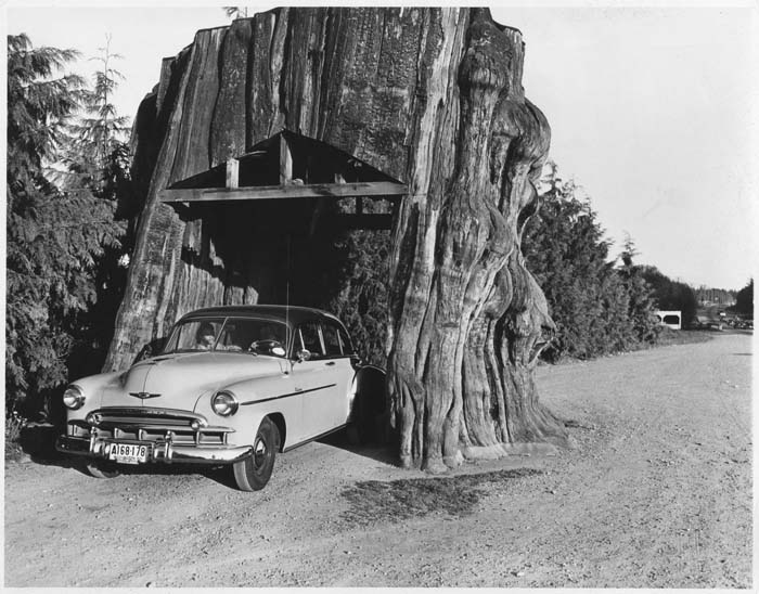 Image of Smith family car in drive-through tree stump, circa 1948