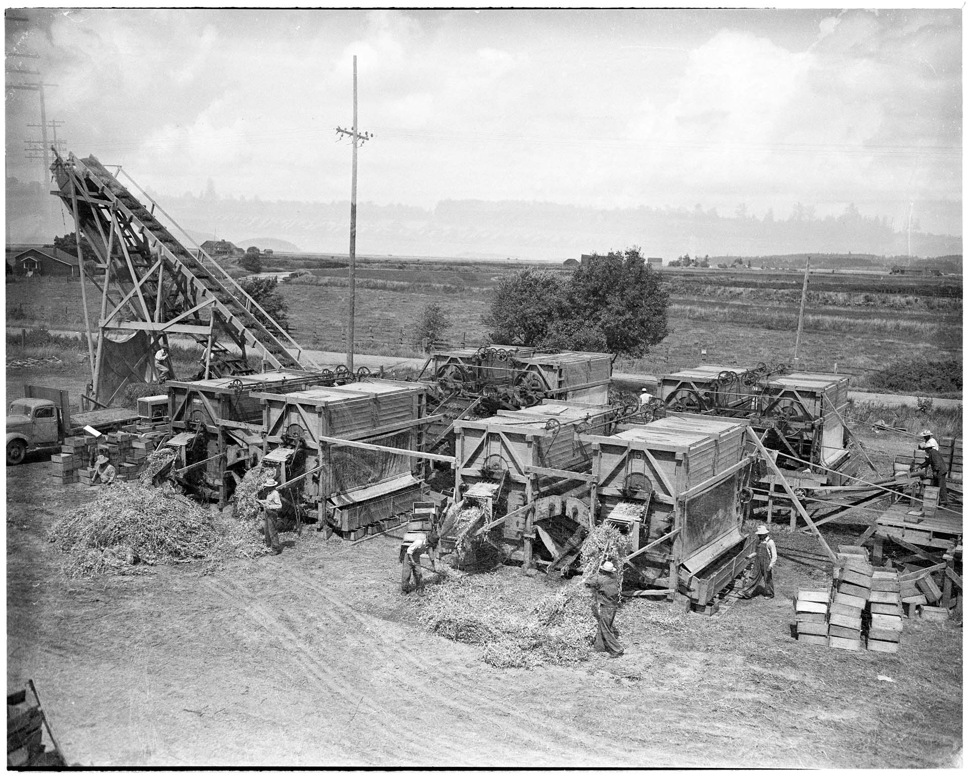 Image of Mexican farm workers operating pea sheller, Skagit Valley, August 1943