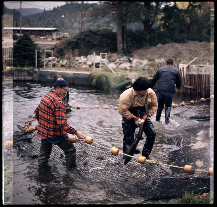 Image of Indigenous fishers practicing their fishing rights, 1972