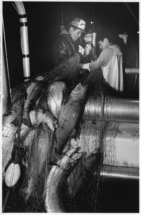 Image of Stanley Moses and Jeff Sheldon removing salmon from a gillnet on Lake Washington, July 16, 1984