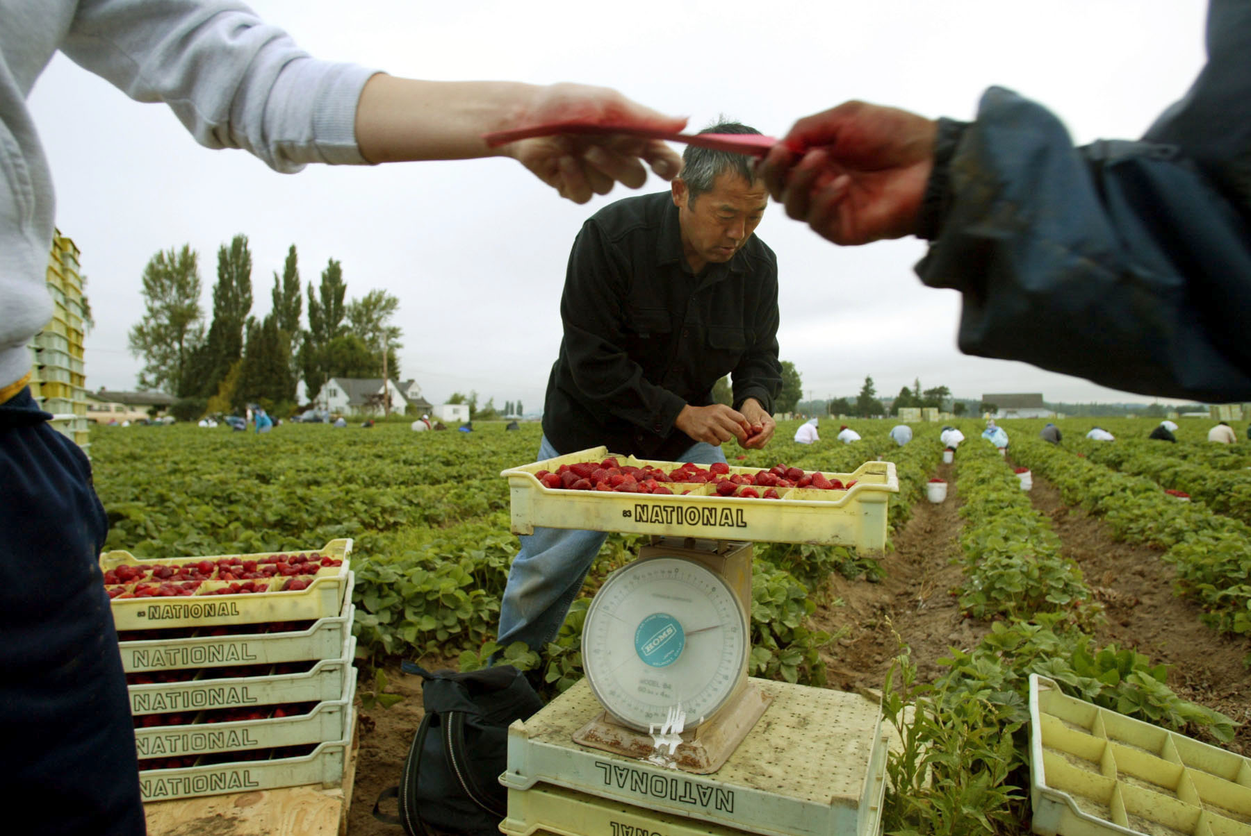 Image of Steve Sakuma weighing strawberries during harvest at Sakuma Brothers Farms, Burlington, WA, June 27, 2002