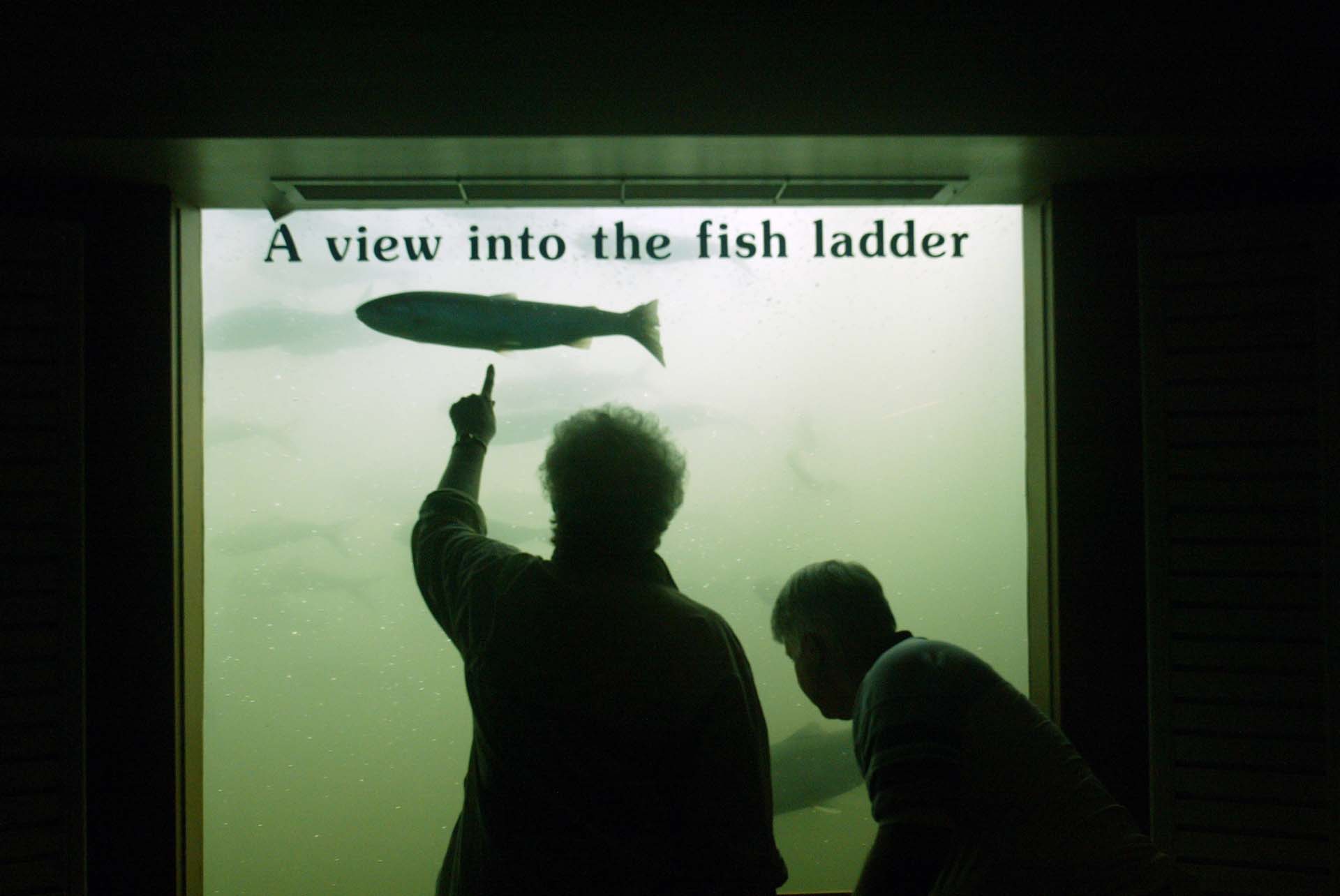 Image of Sandra and Roger Crabtree watching steelhead on Bonneville Dam fish ladder, July 26, 2002