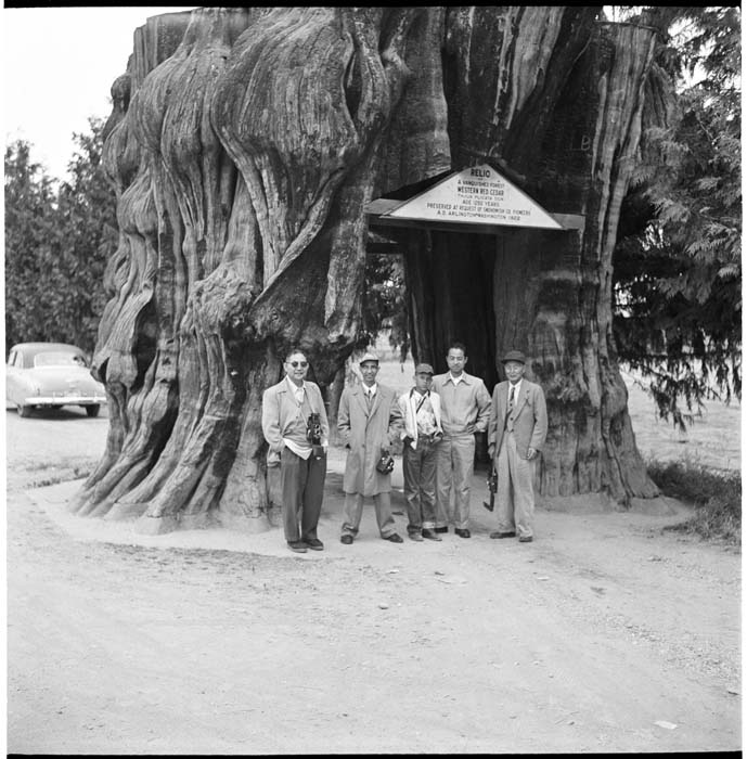 Image of Kohga Photographic Society  members at giant cedar stump, Snohomish County, circa 1950