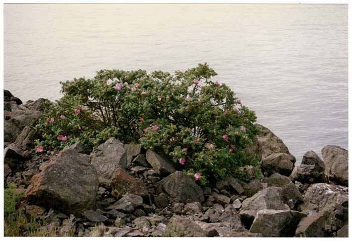 Image of Bush with flowers along Elliott Bay Trail, Seattle, circa 1990