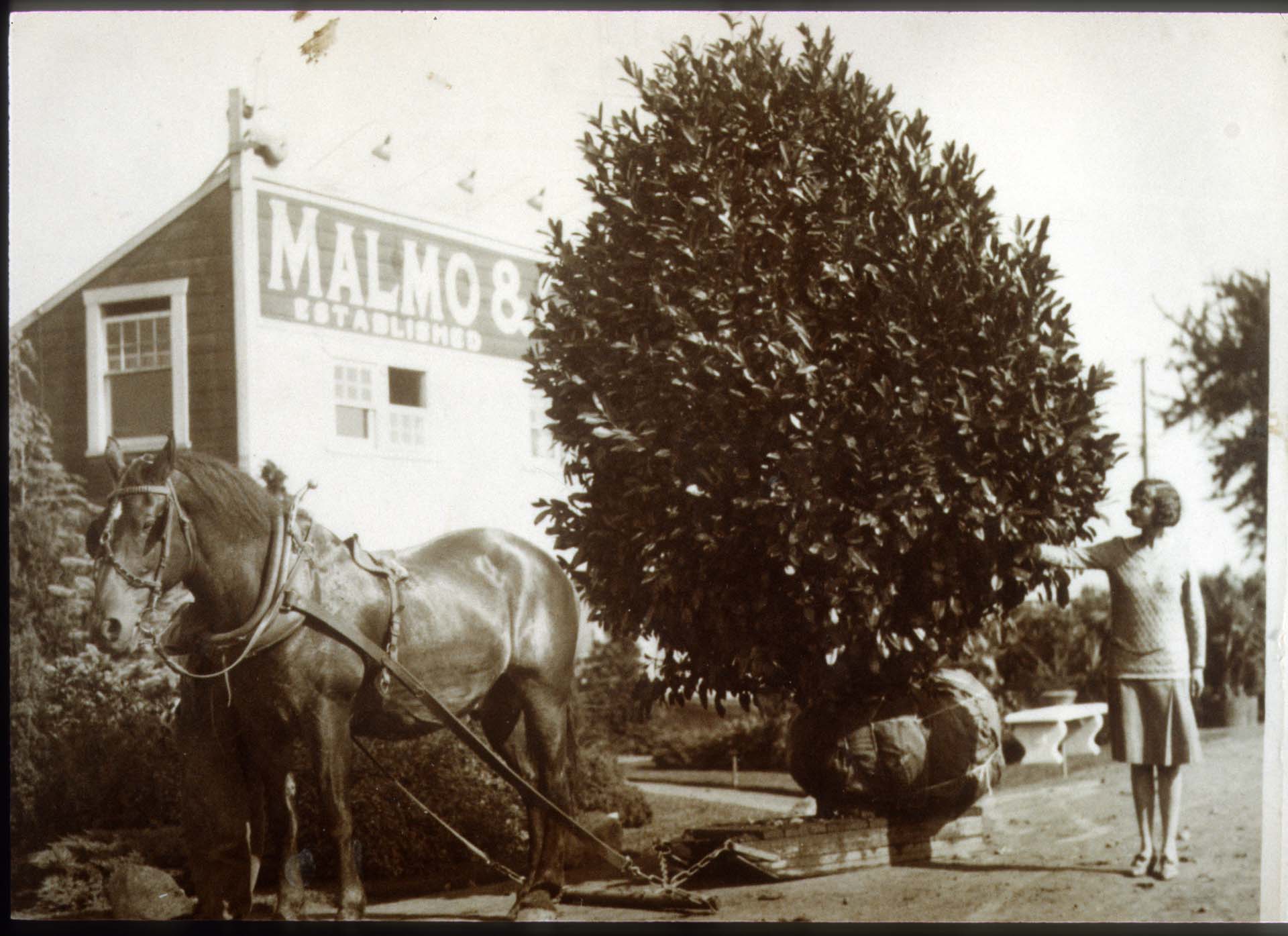 Image of Young woman and horse outside Malmo & Co. warehouse, Seattle, circa 1925