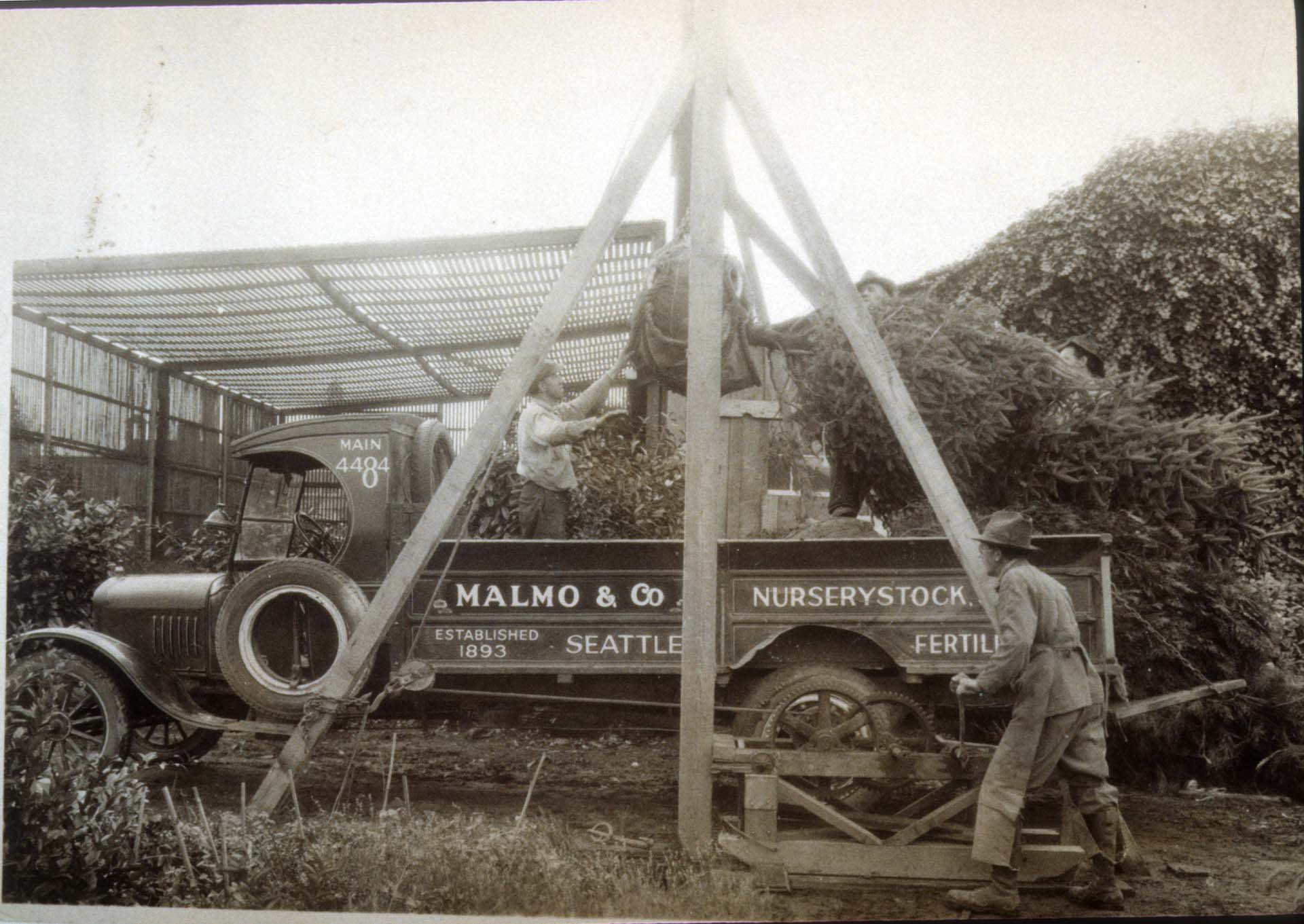 Image of Two men hoisting an evergreen tree into a Malmo & Co. truck, Seattle, circa 1925