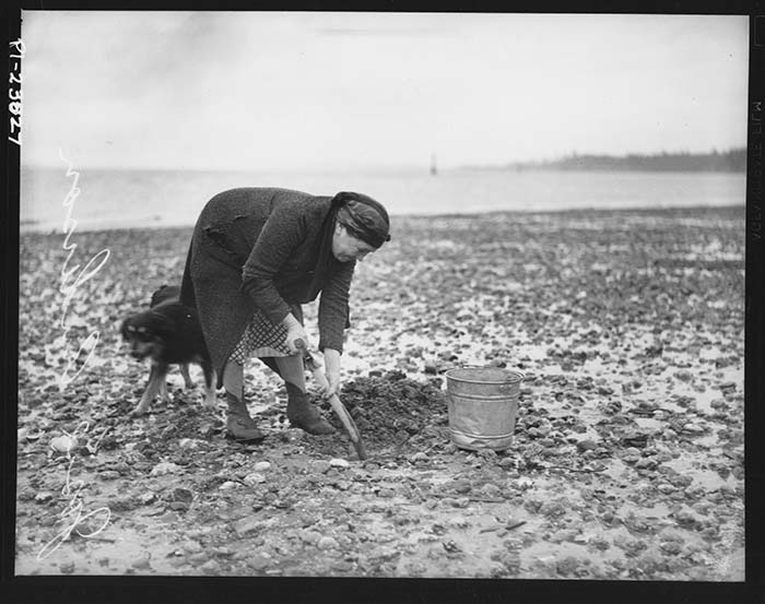 Image of Josie Anderson digging clams, Port Gamble Reservation, February 1939