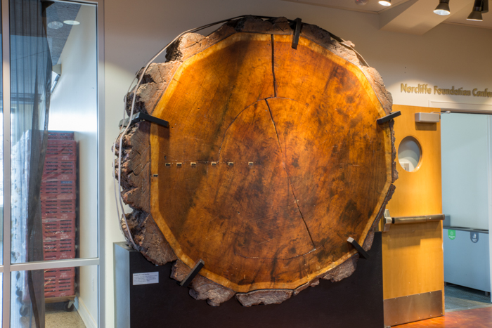 Image of Douglas fir cross section cut near Eatonville, Washington, and dated to about 800 years old