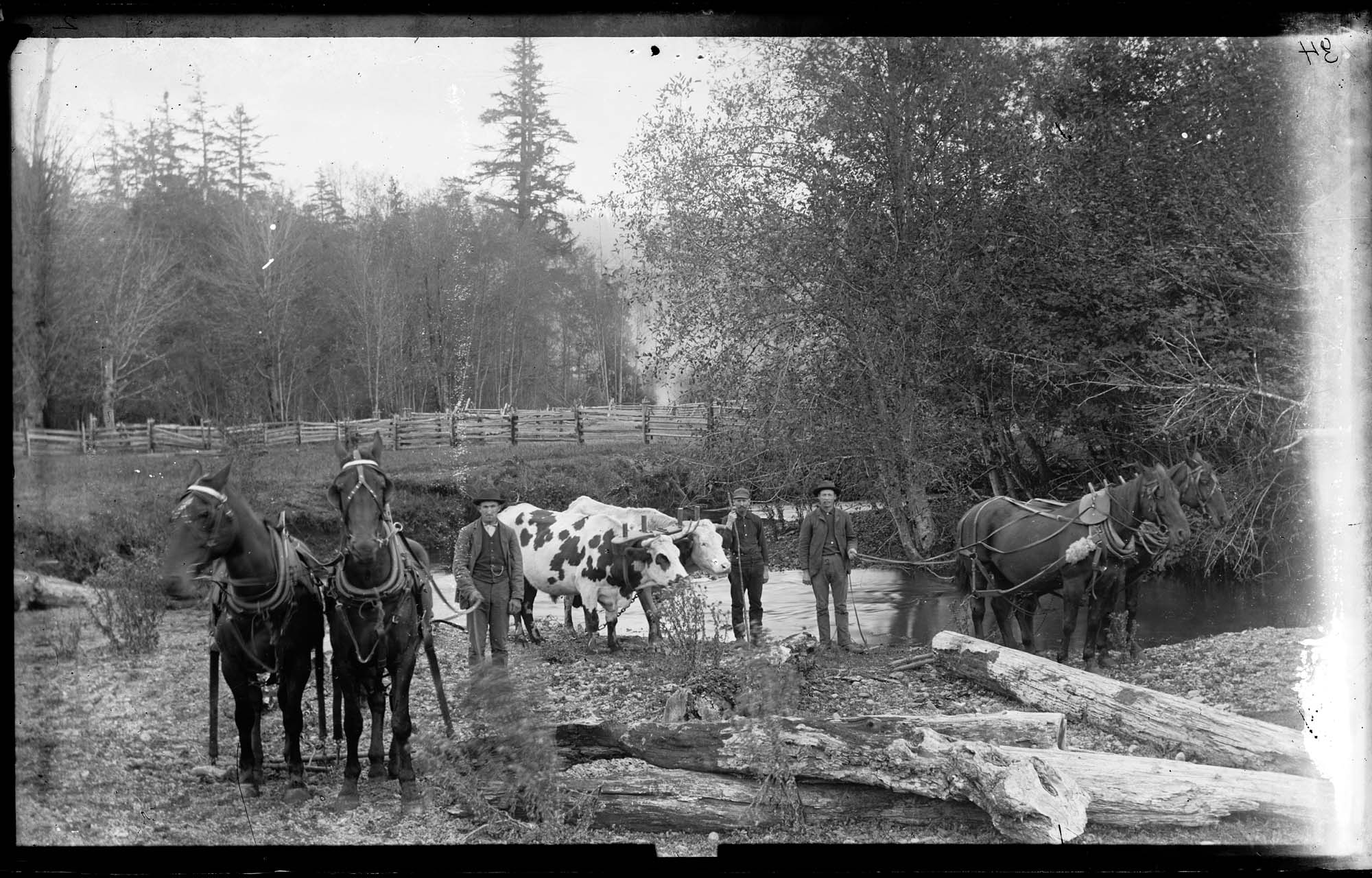 Image of Logging horses and oxen, circa 1915
