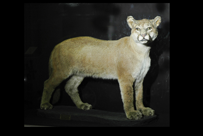 Image of Stuffed and mounted cougar donated to MOHAI by Eddie Bauer, ca. 1950-1960