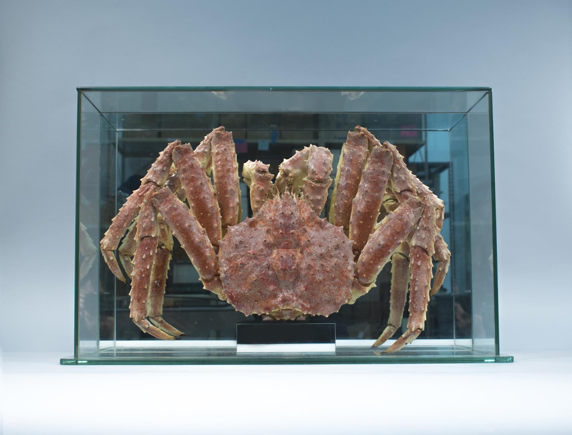 Image of King crab in case, ca. 1910-1920