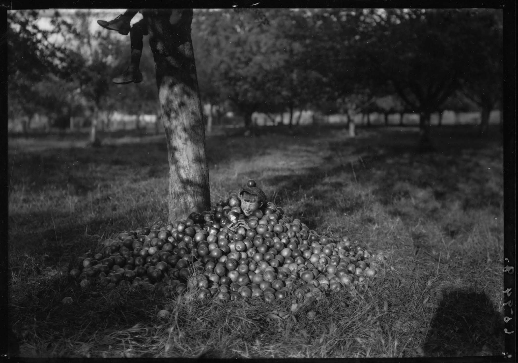 Image of Briscoe School student in pile of apples, Kent, circa 1925
