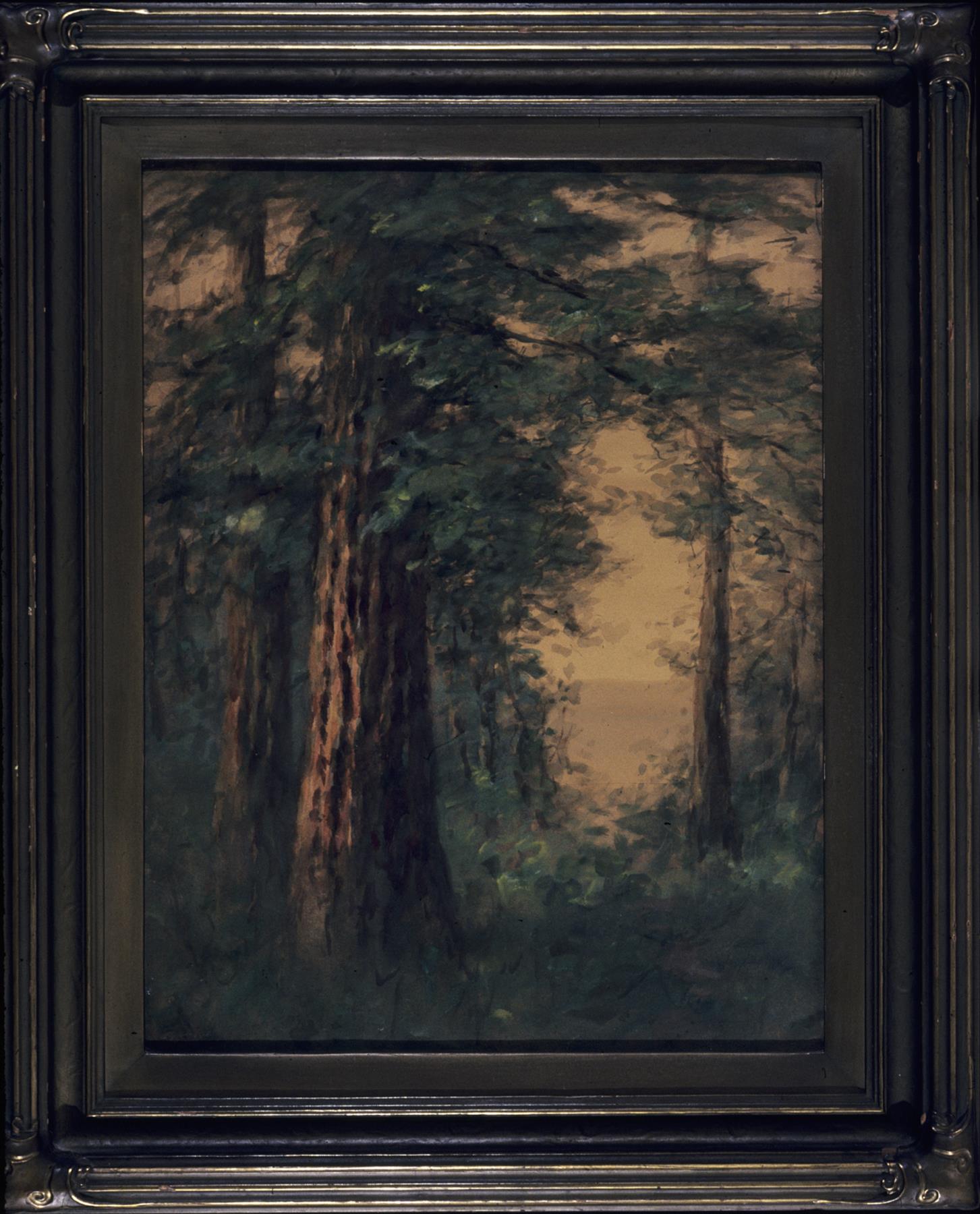 Image of Painting of a forest scene with Douglas fir trees by Edgar Forkner, ca. 1900-1930