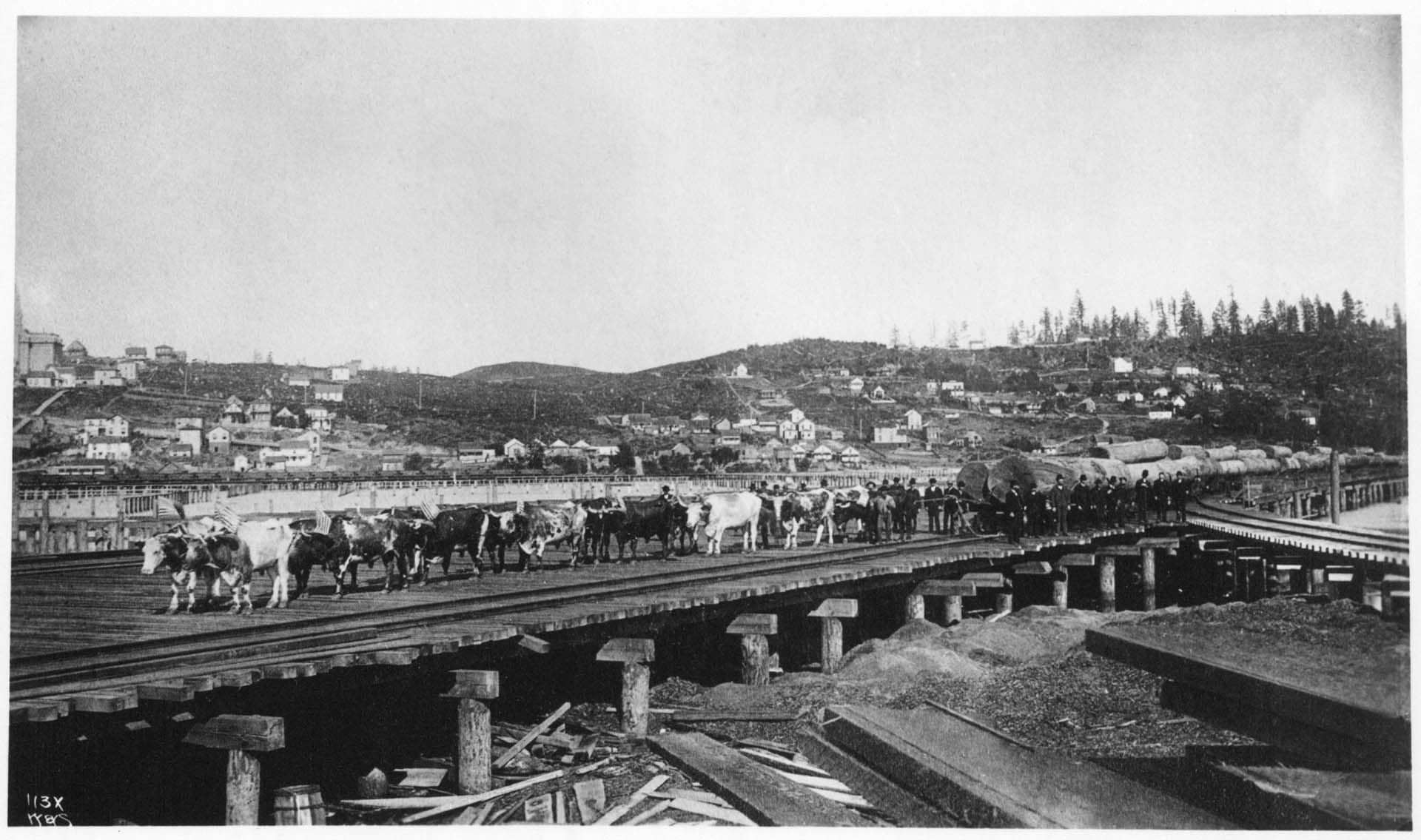 Image of Oxen hauling logs along waterfront, Seattle, circa 1885